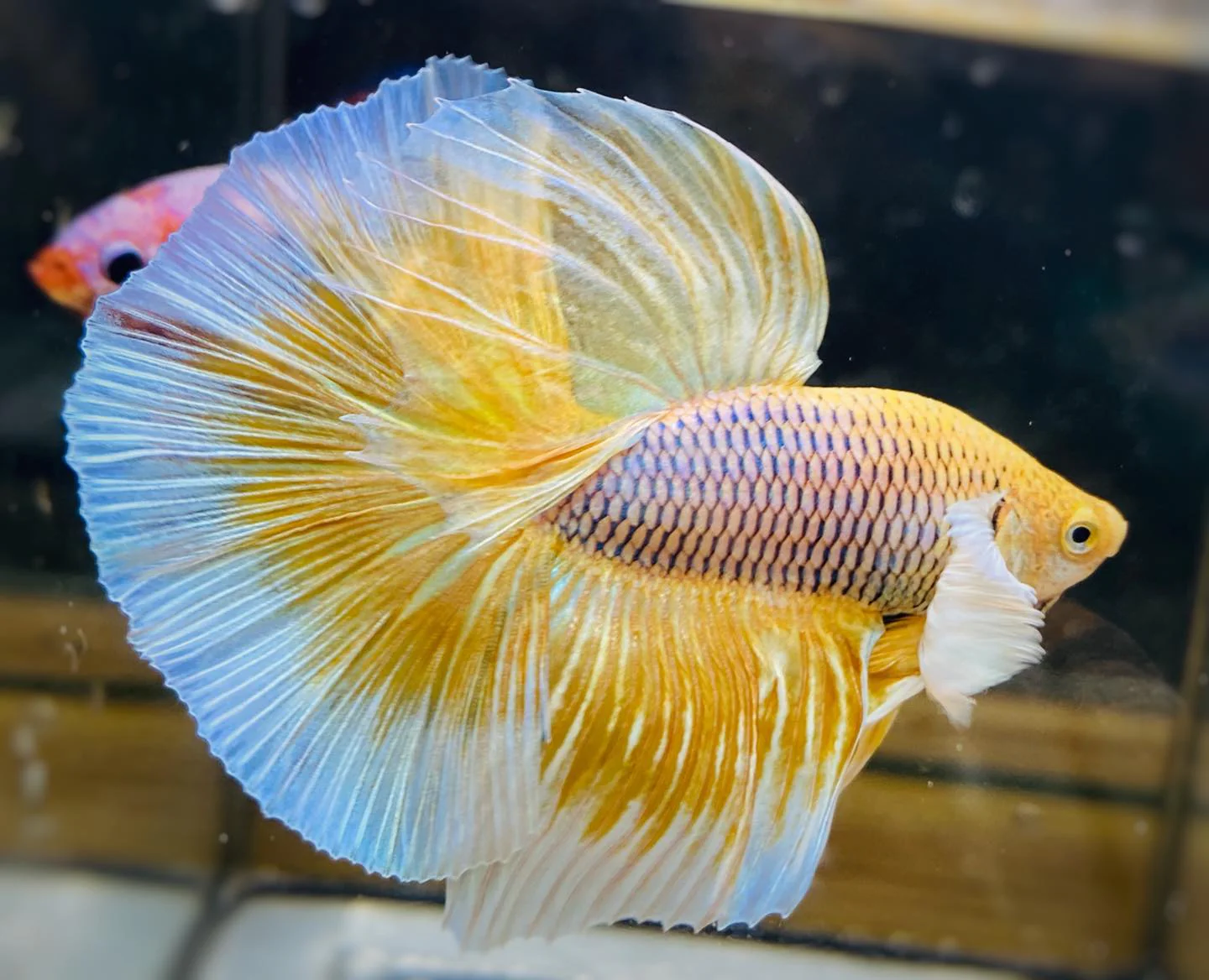 Dumbo Pineapple Halfmoon Male Betta Fish - Image 4