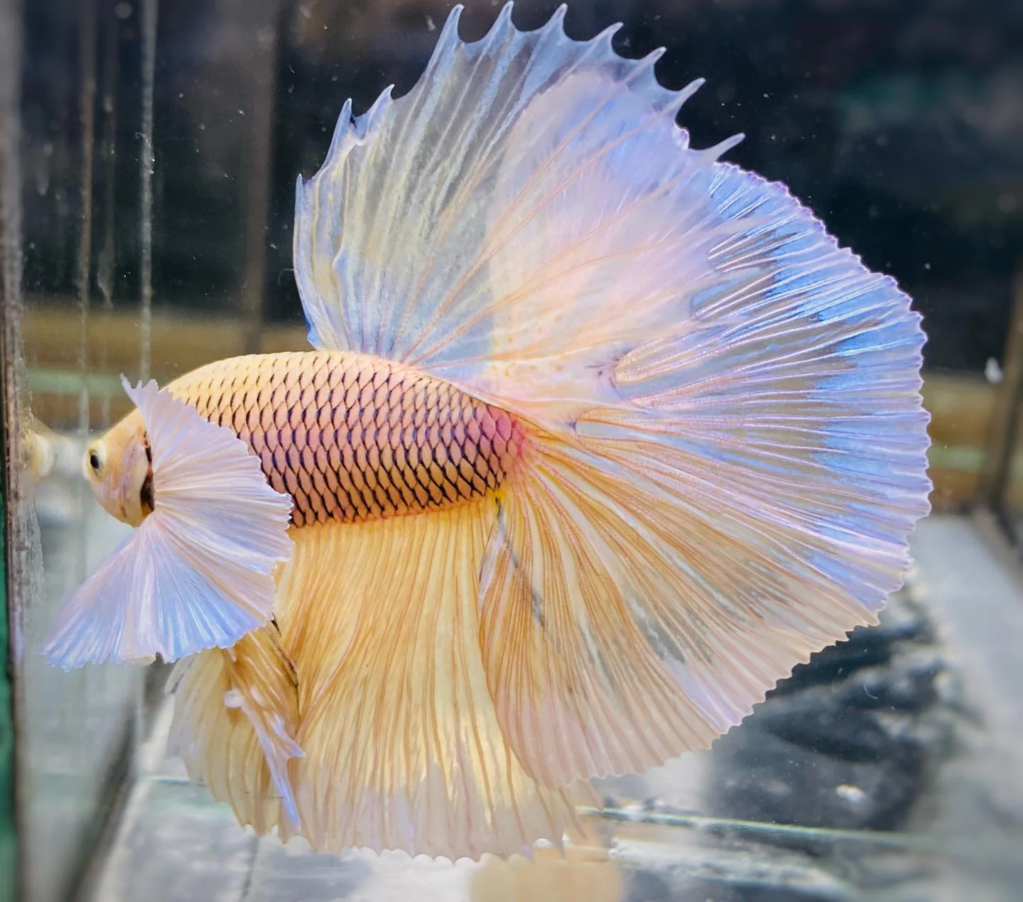 Dumbo Pineapple Halfmoon Male Betta Fish - Image 5