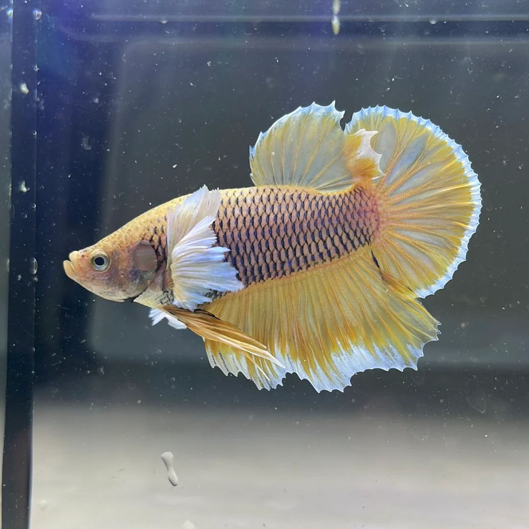 Dumbo Pineapple Plakat Male Betta Fish - Image 3