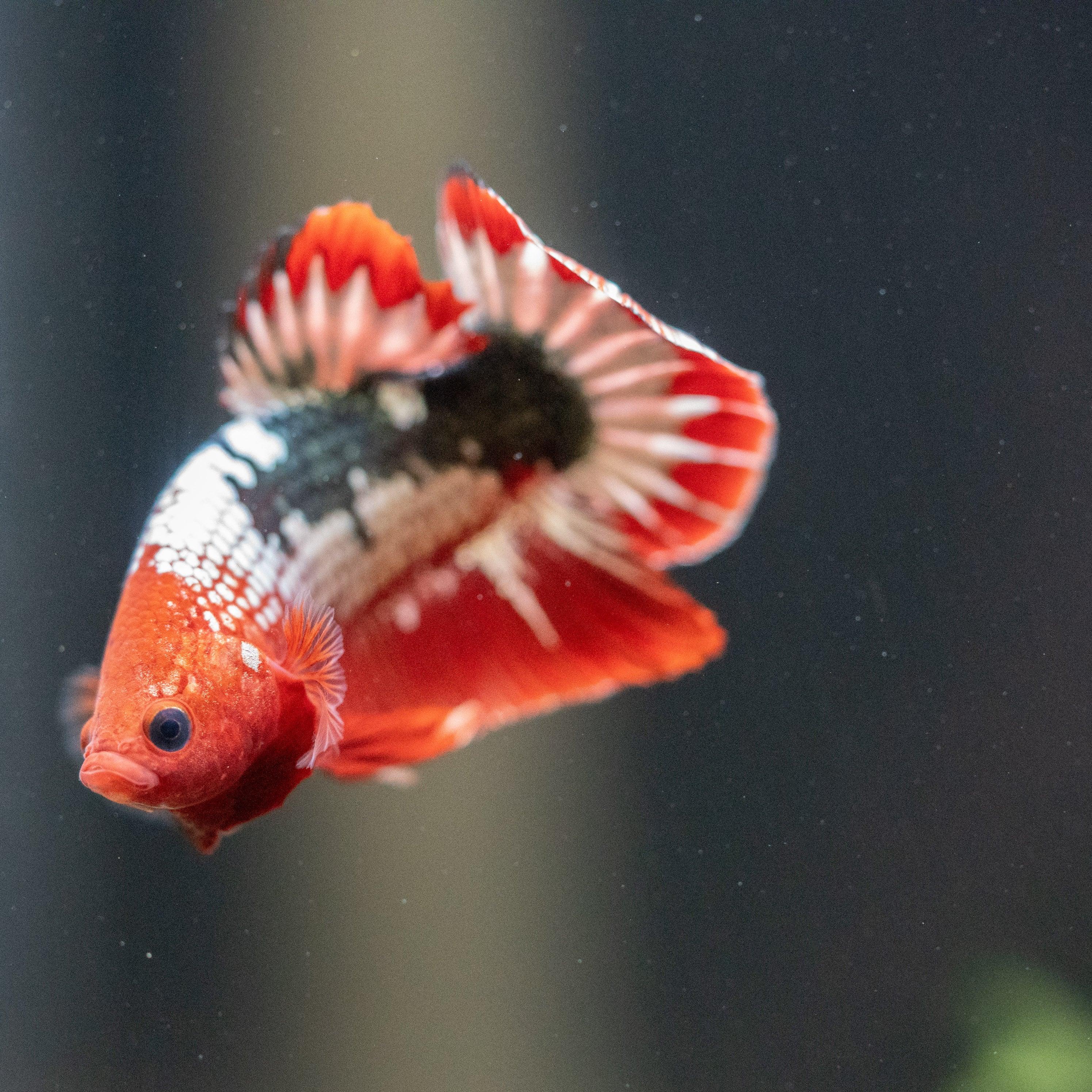 Fancy Copper Red Hellboy Plakat Male Betta Fish | Mystery Betta - Image 10