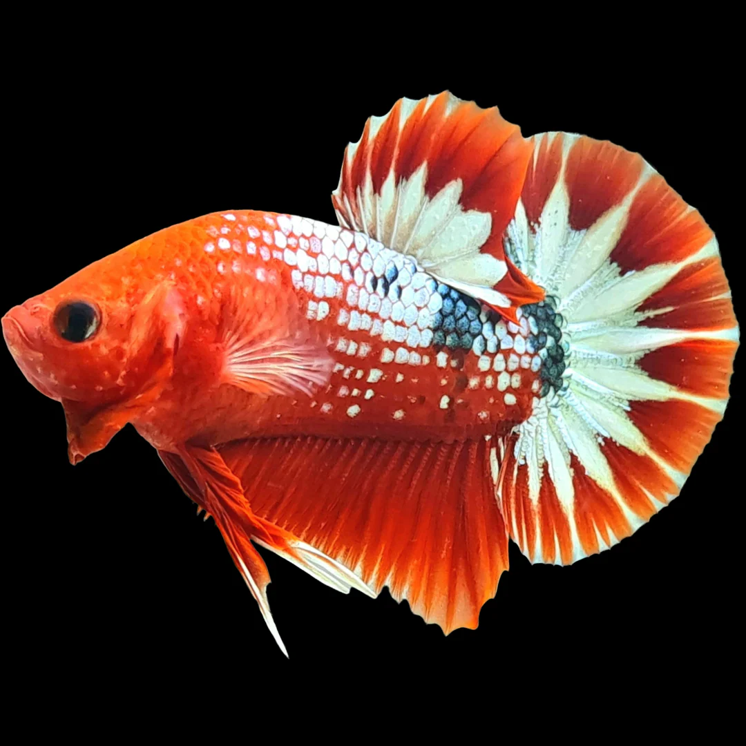Fancy Copper Red Hellboy Plakat Male Betta Fish | Mystery Betta - Image 11