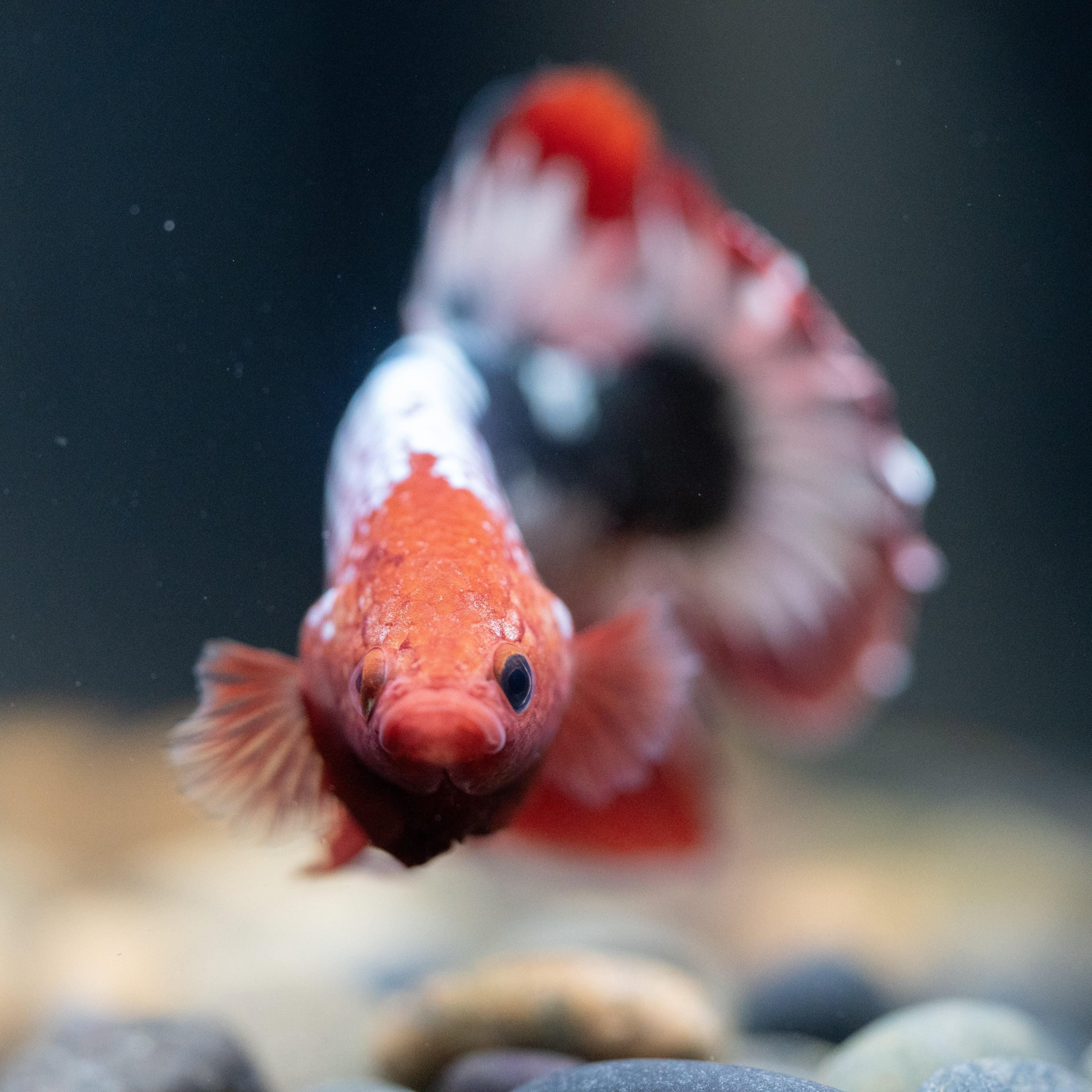 Fancy Copper Red Hellboy Plakat Male Betta Fish | Mystery Betta - Image 12