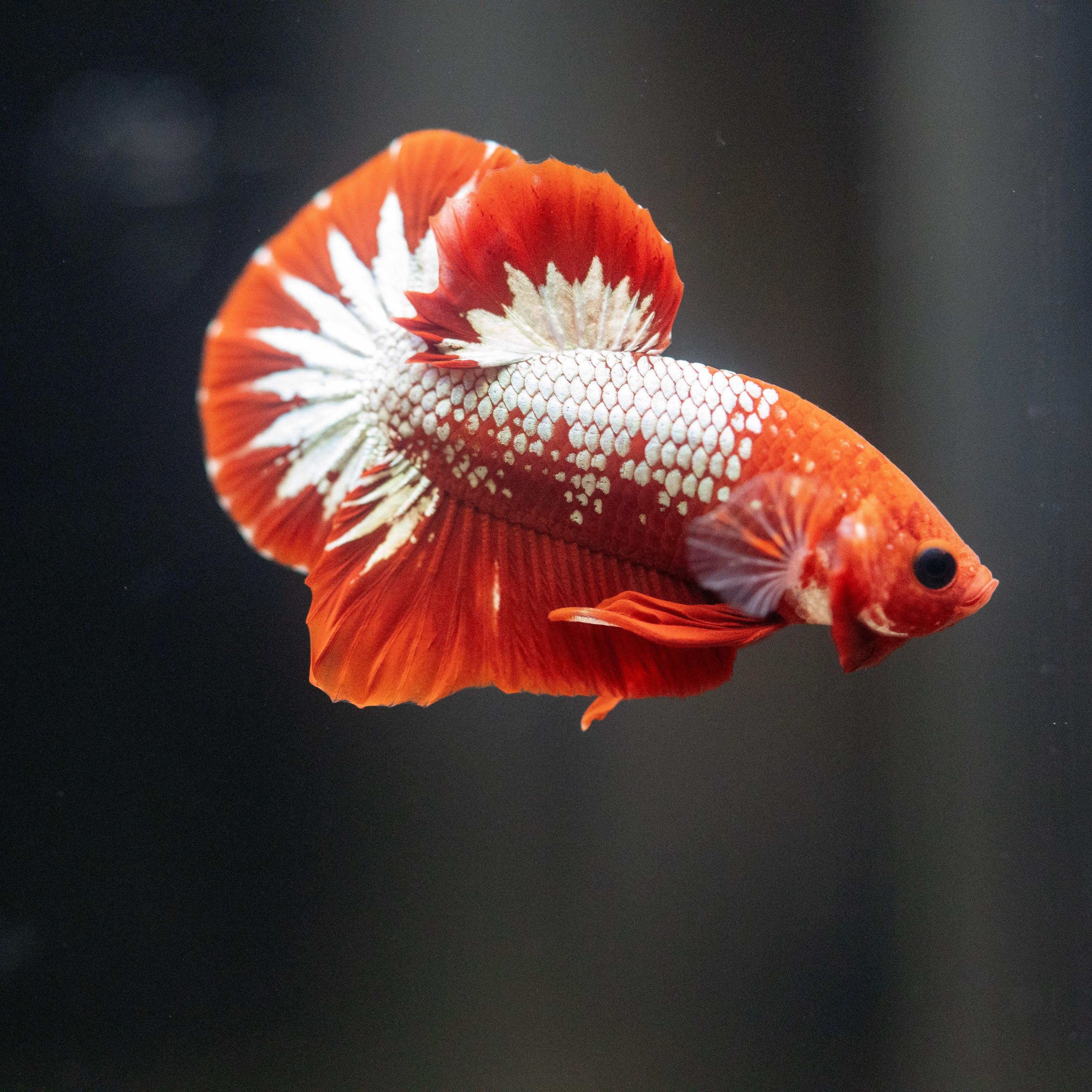 Fancy Copper Red Hellboy Plakat Male Betta Fish | Mystery Betta - Image 3