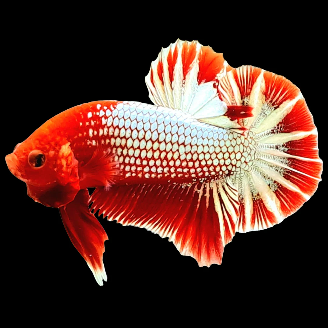 Fancy Copper Red Hellboy Plakat Male Betta Fish | Mystery Betta - Image 4