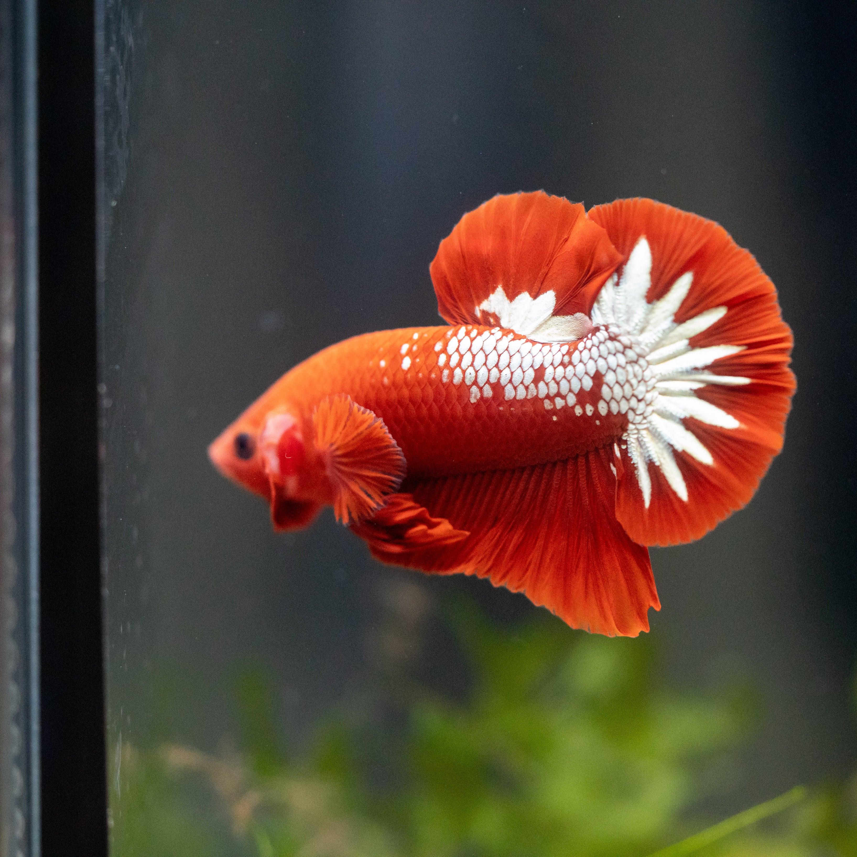 Fancy Copper Red Hellboy Plakat Male Betta Fish | Mystery Betta - Image 7