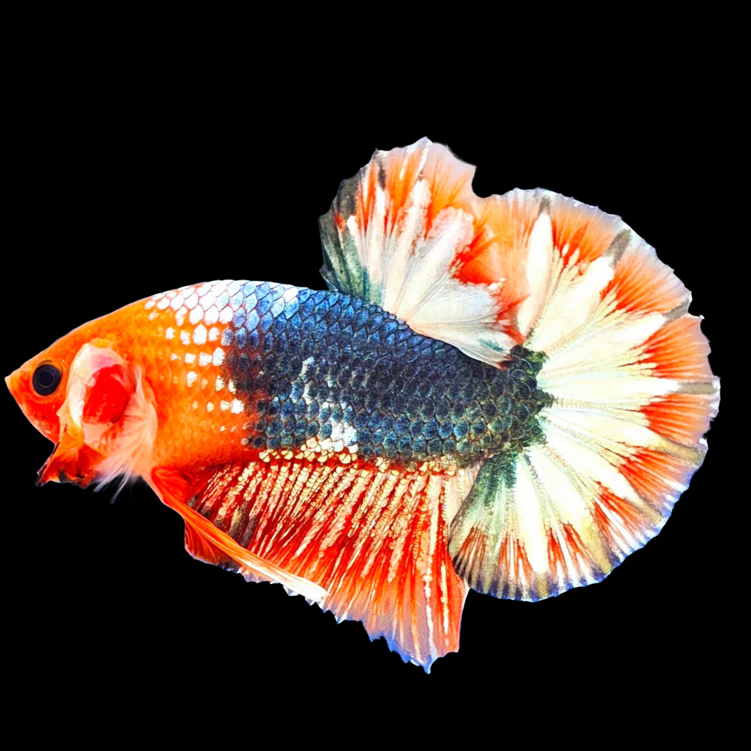 Fancy Copper Red Hellboy Plakat Male Betta Fish | Mystery Betta - Image 9