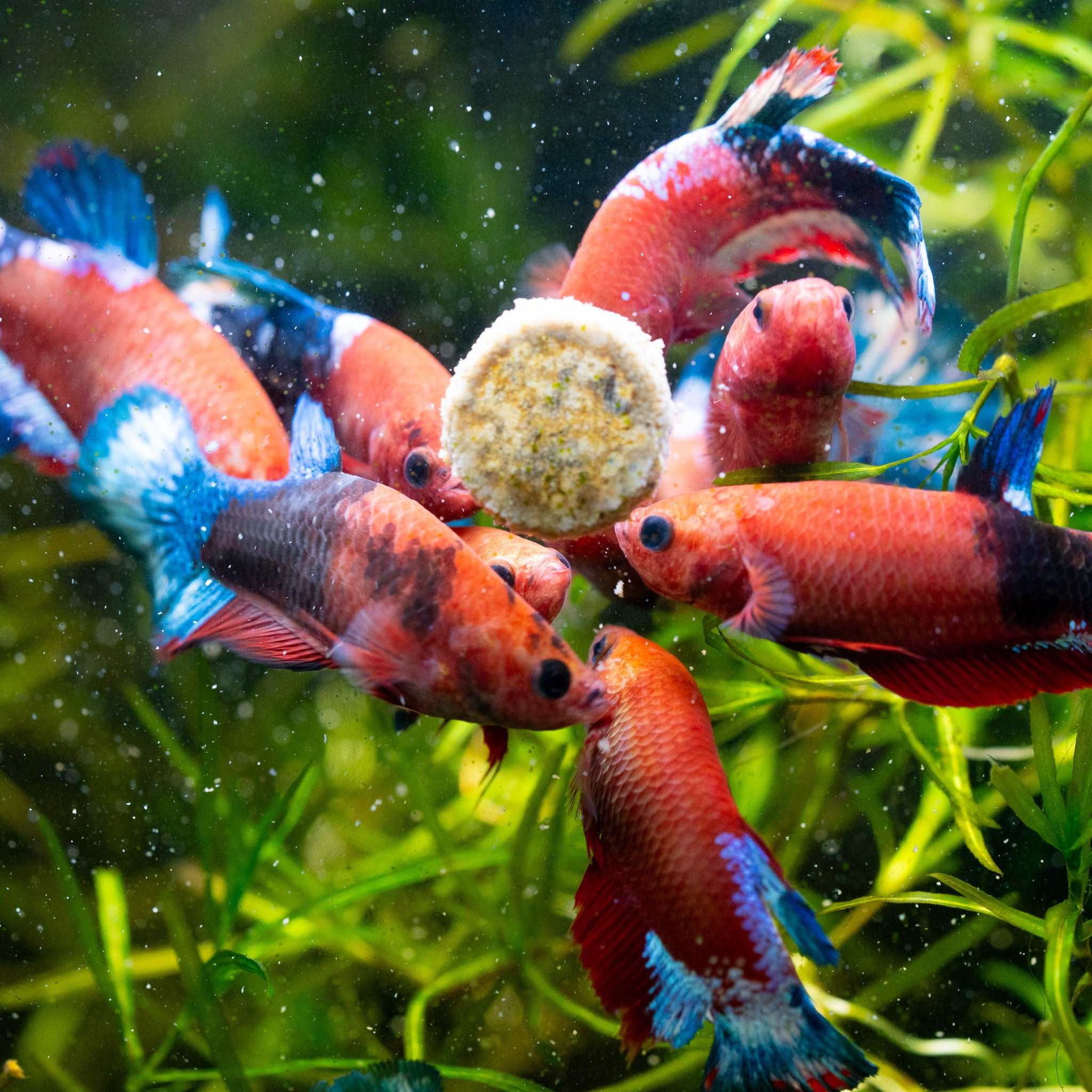 Fancy Red Star Female Betta Fish - Image 3