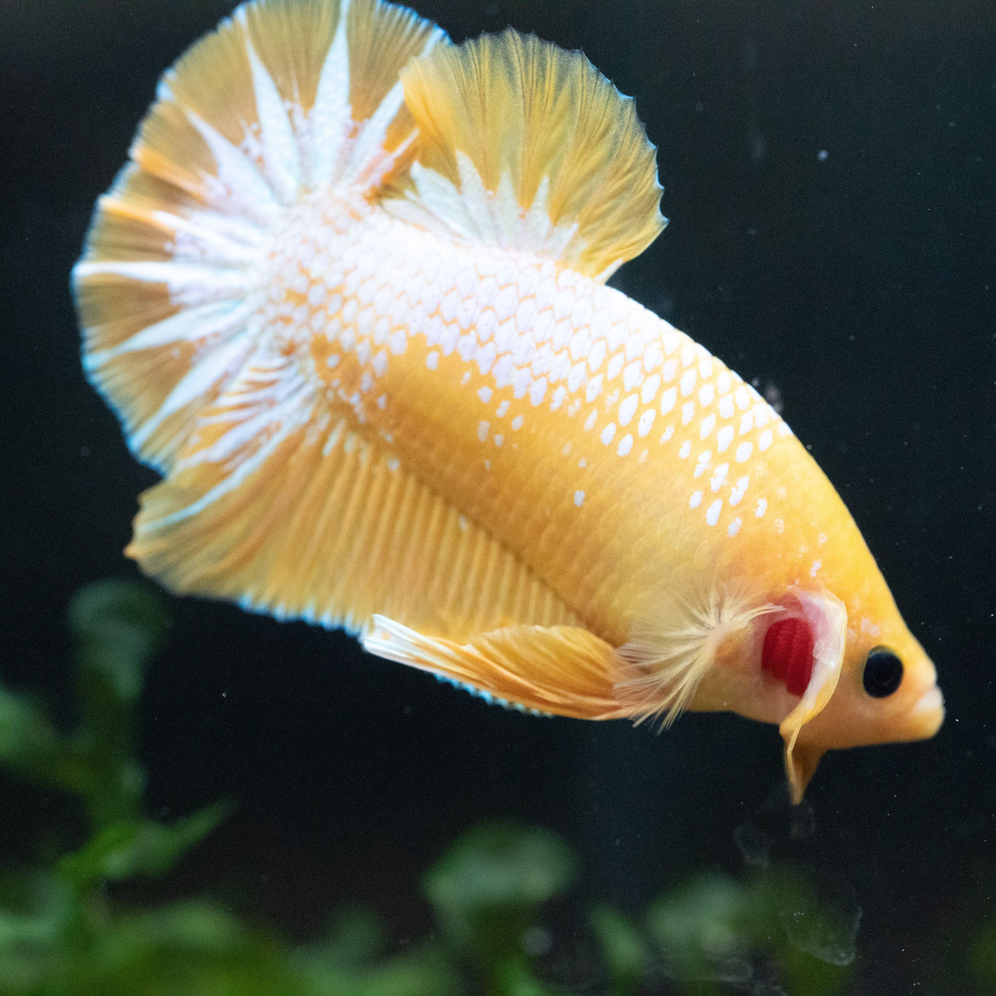 Fancy Yellow Plakat Male Betta Fish - Image 3