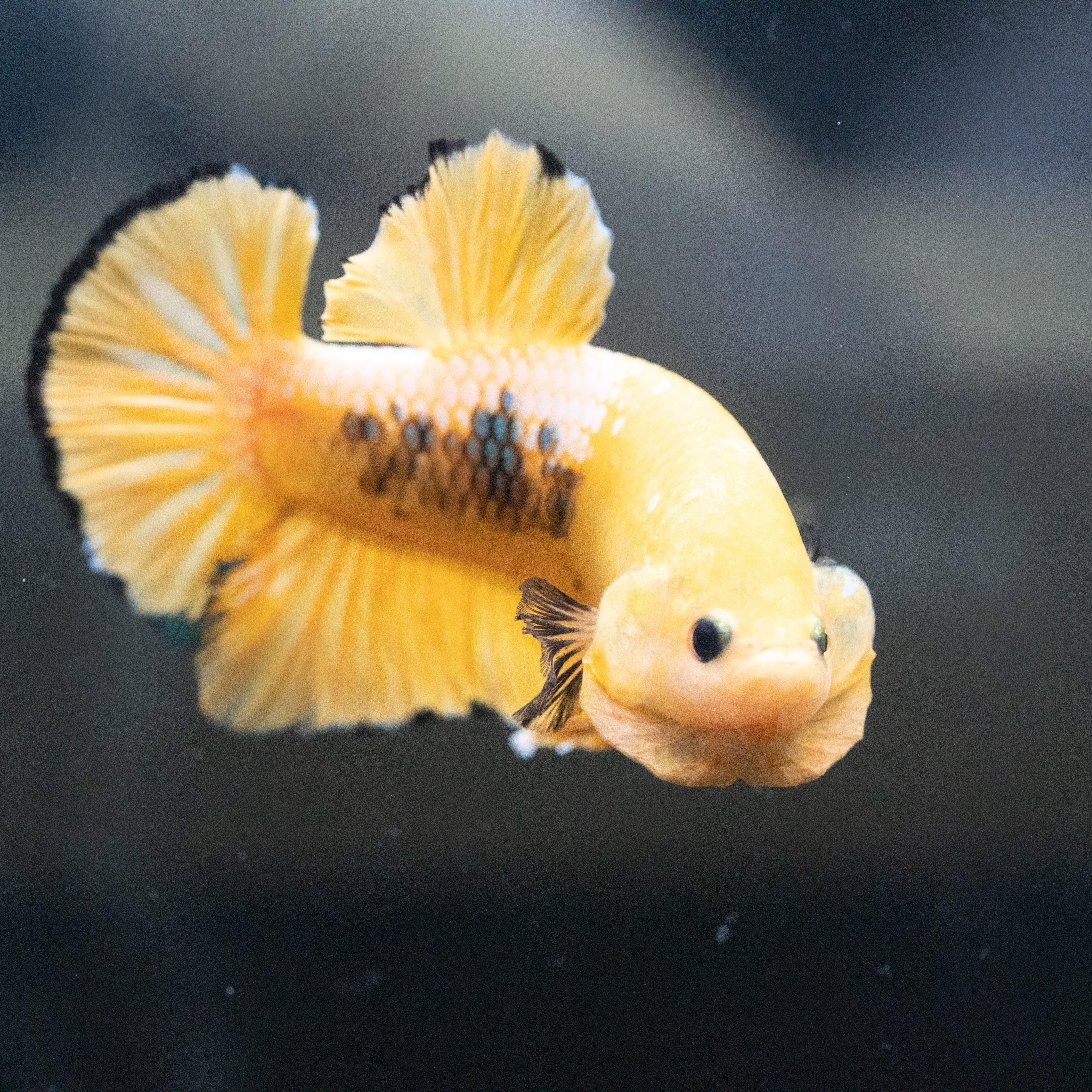 Fancy Yellow Plakat Male Betta Fish - Image 4