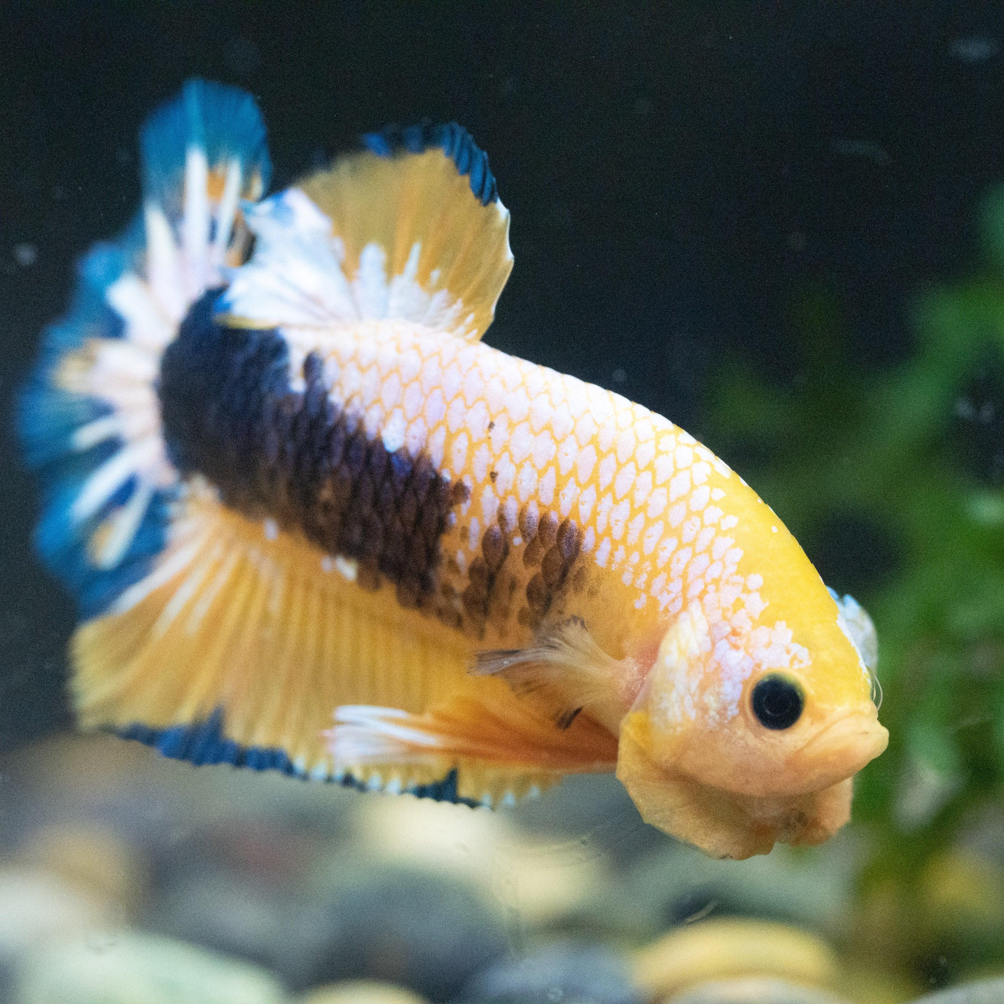 Fancy Yellow Plakat Male Betta Fish - Image 5
