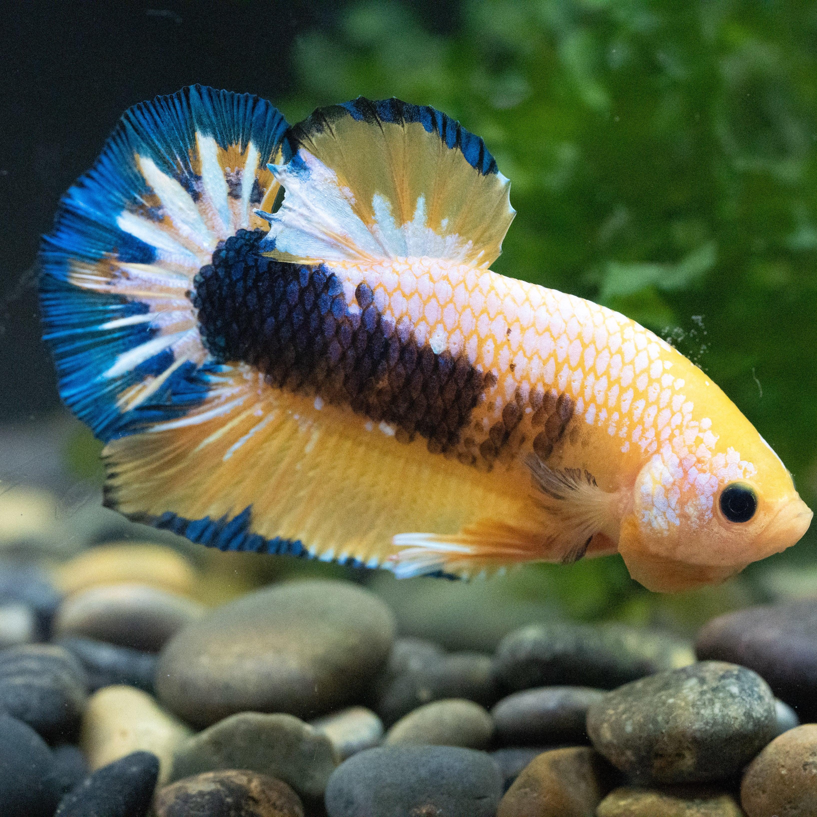 Fancy Yellow Plakat Male Betta Fish - Image 6