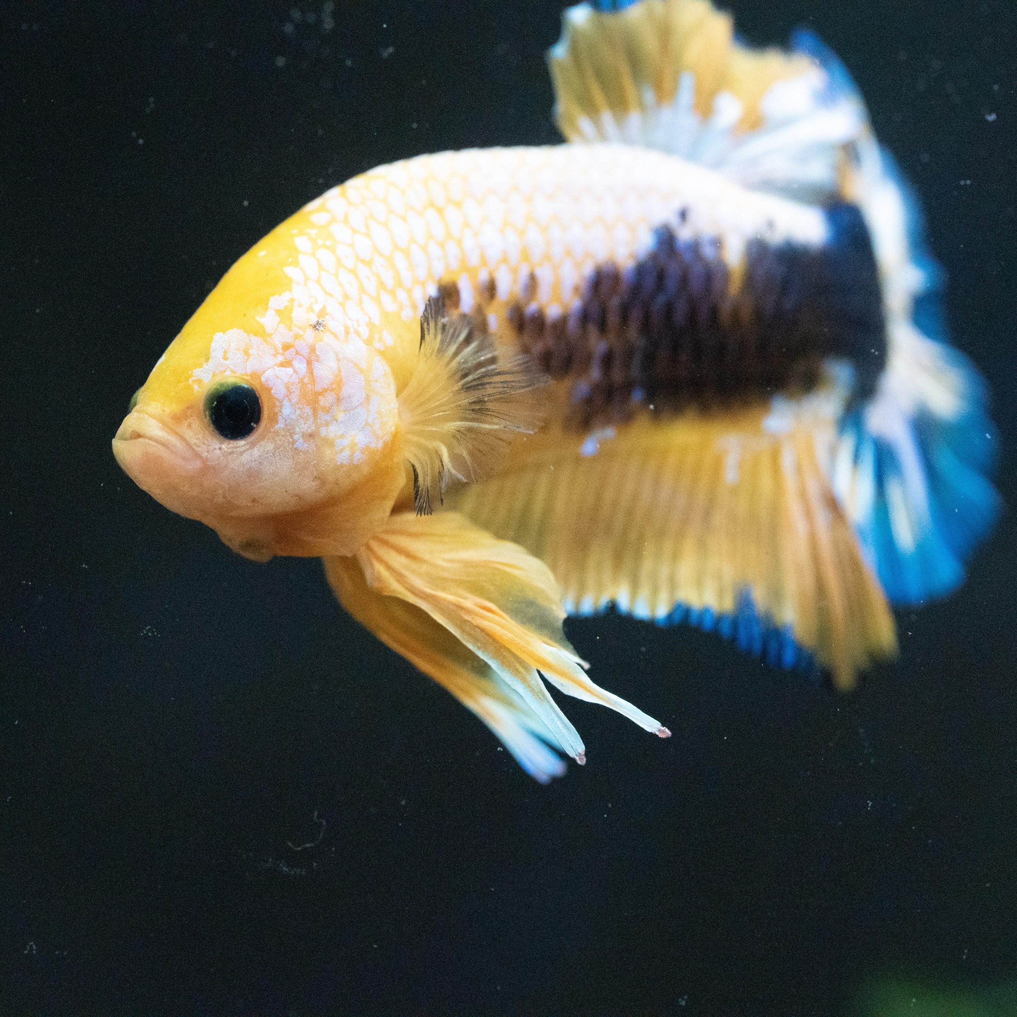 Fancy Yellow Plakat Male Betta Fish - Image 7