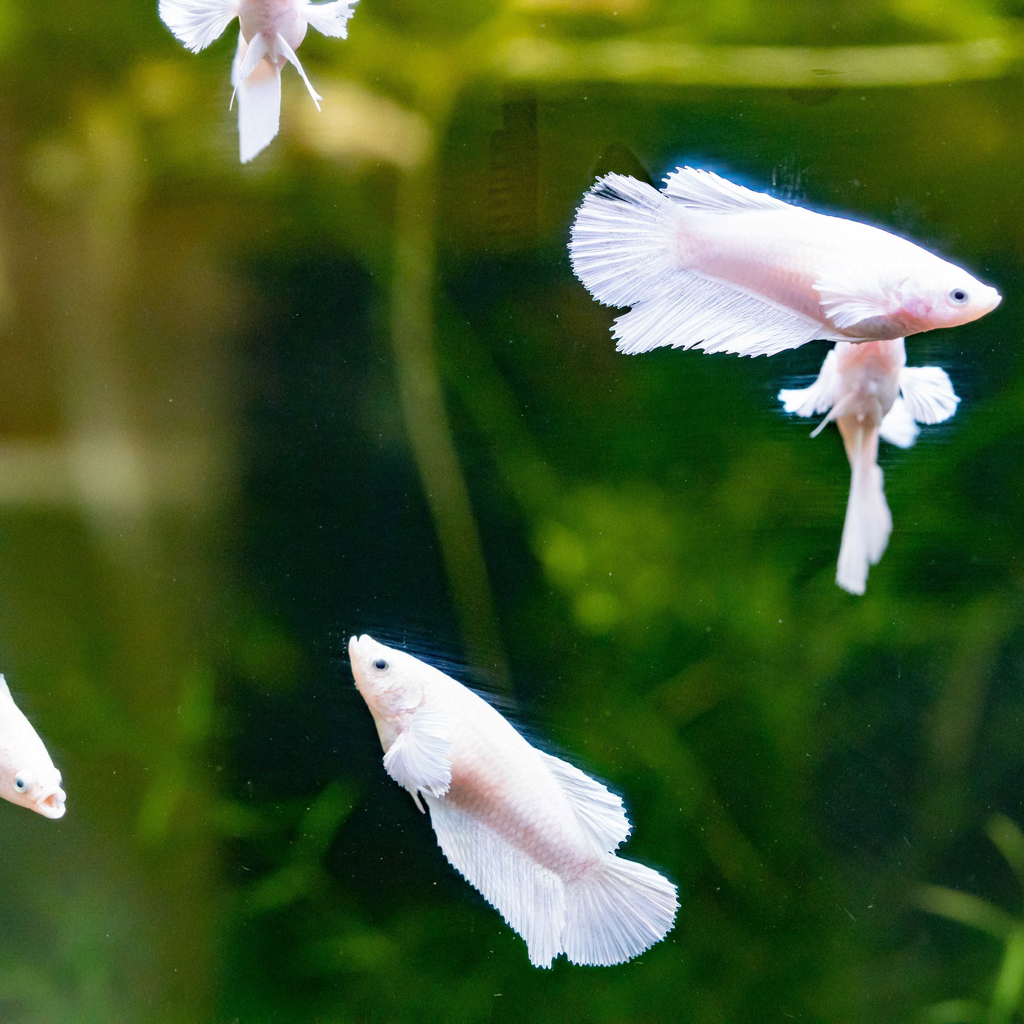 Female Betta Fish Dumbo White Halfmoon - Image 5