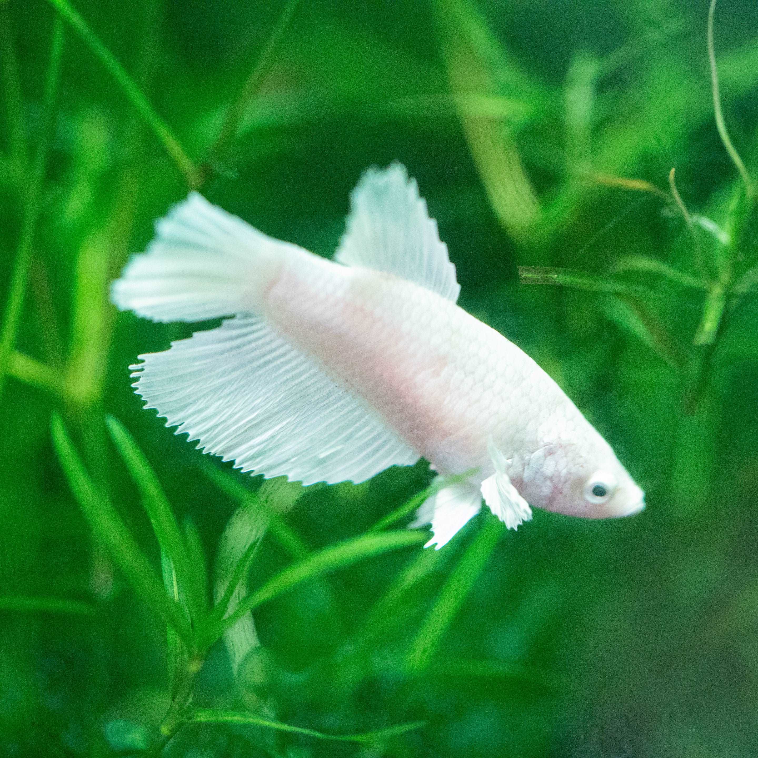 Female Betta Fish Dumbo White Halfmoon - Image 6