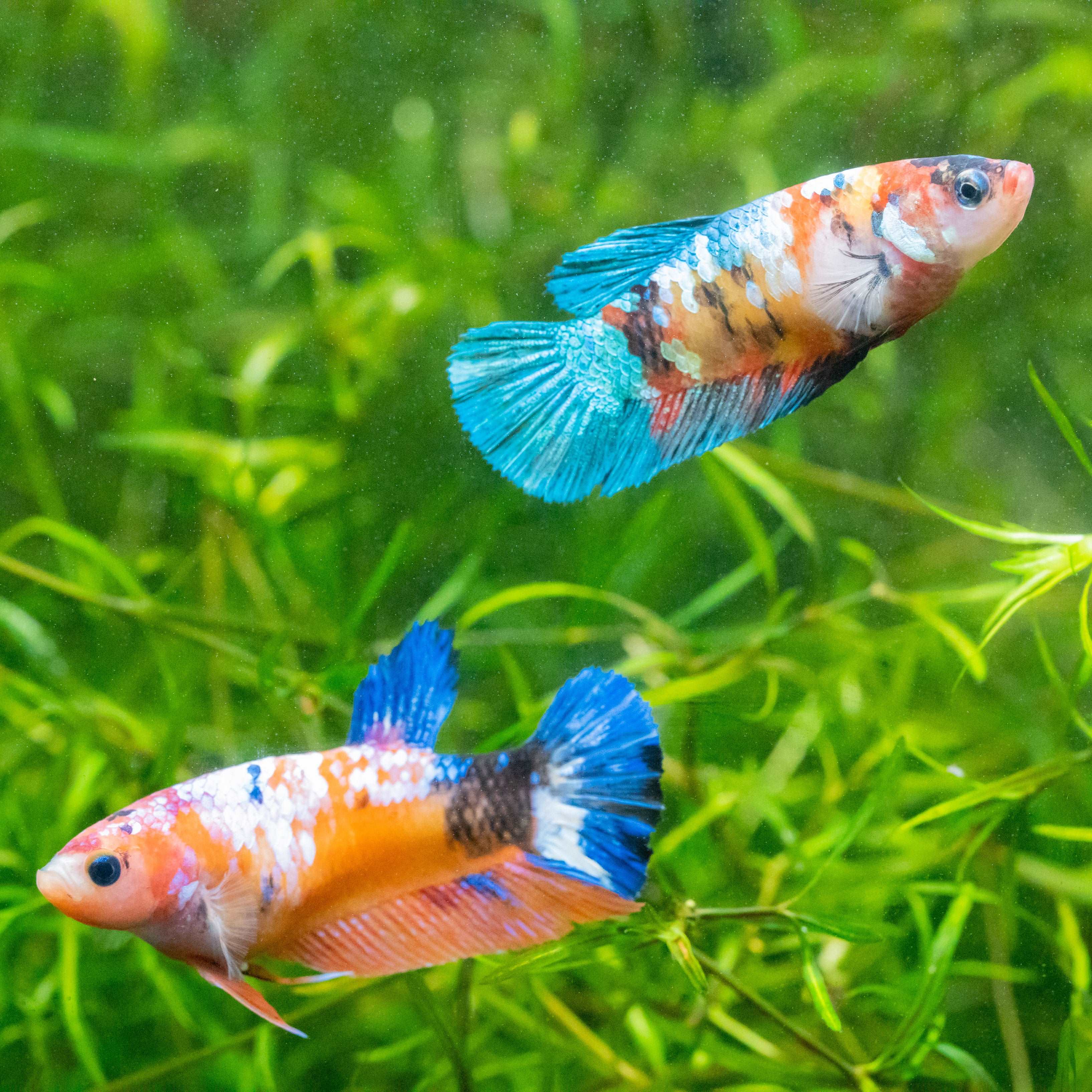 Female Betta Fish Koi Nemo Galaxy Plakat - Image 3