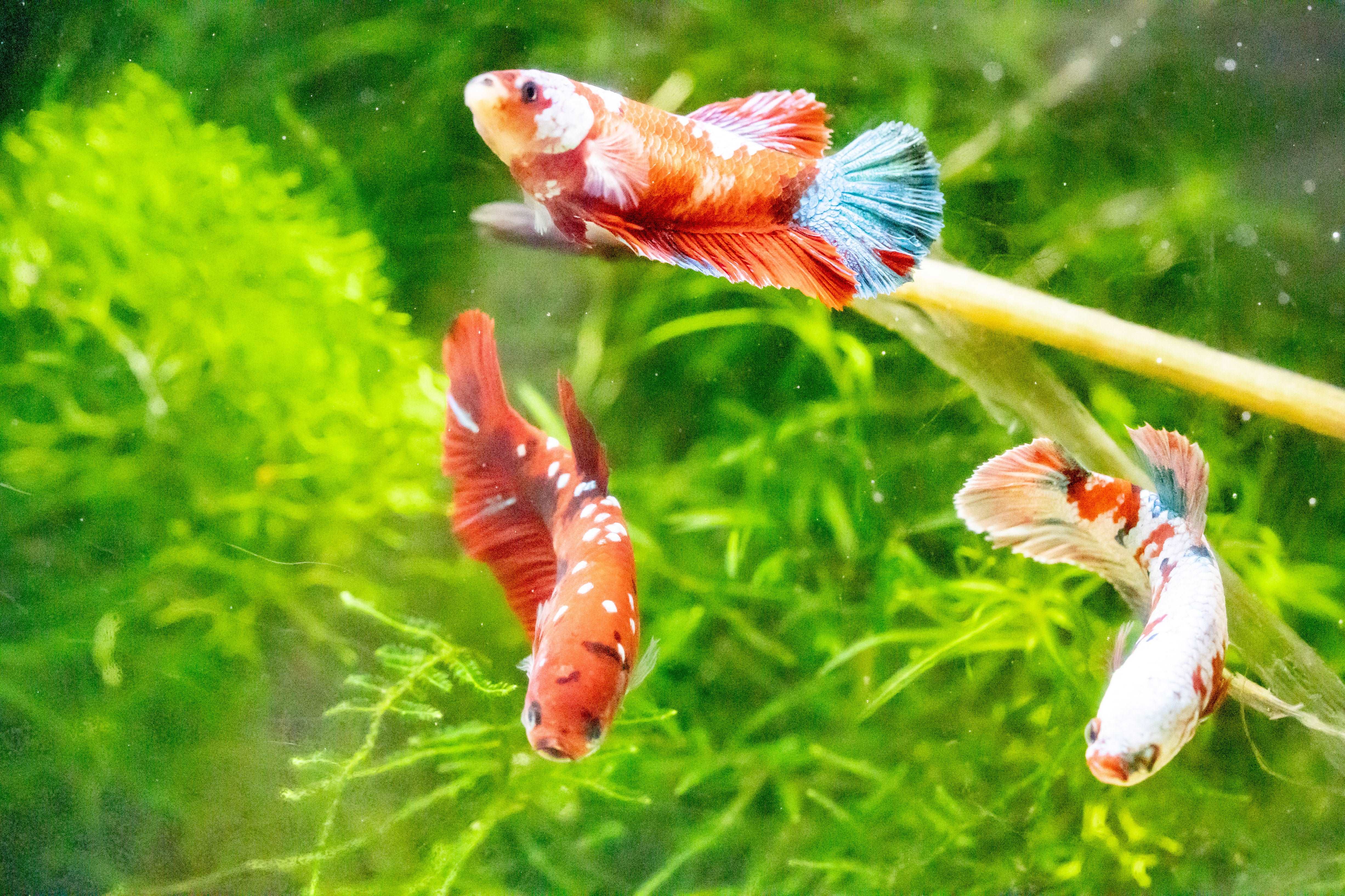 Female Betta Fish Koi Red Galaxy Plakat - Image 5