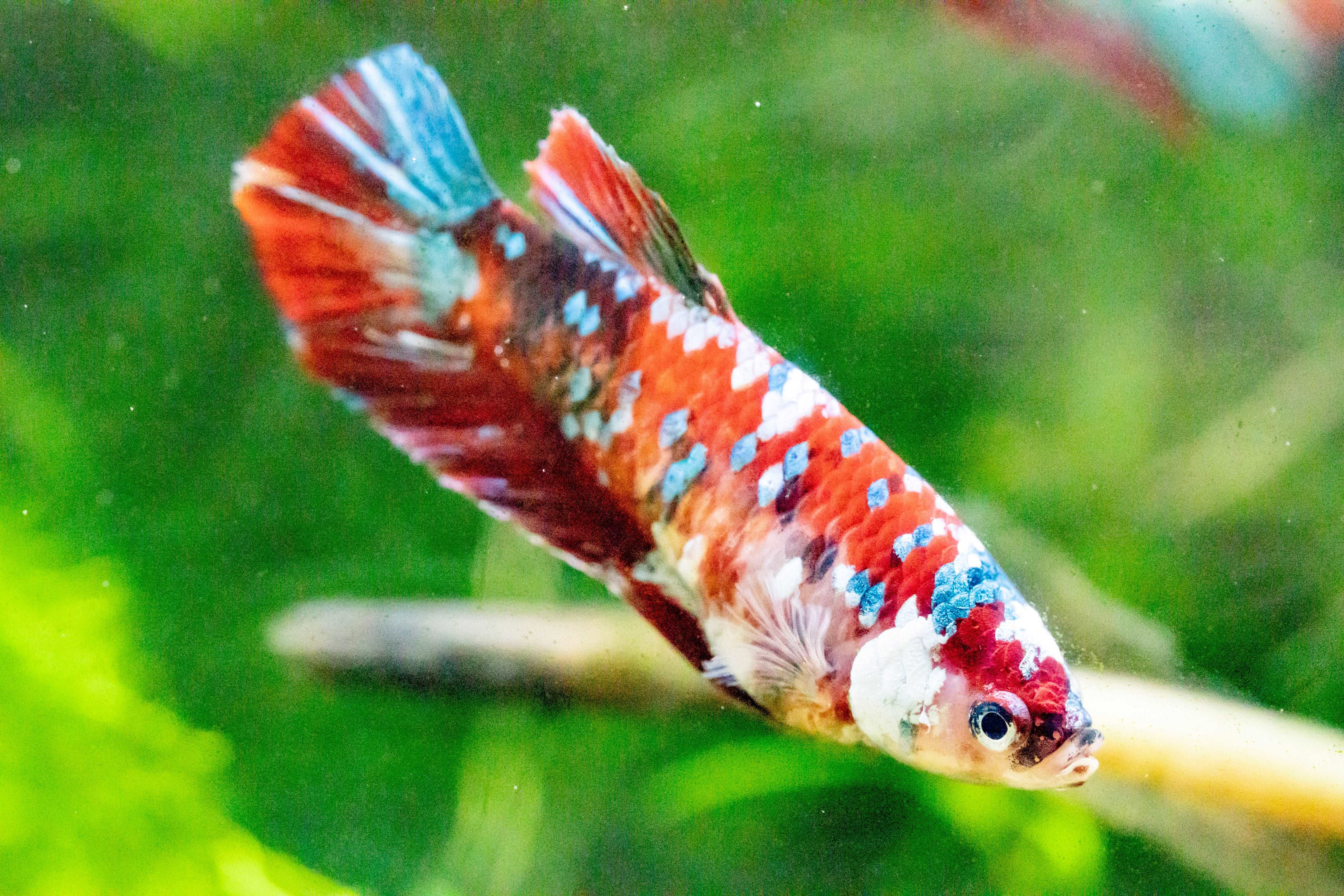 Female Betta Fish Koi Red Galaxy Plakat - Image 6