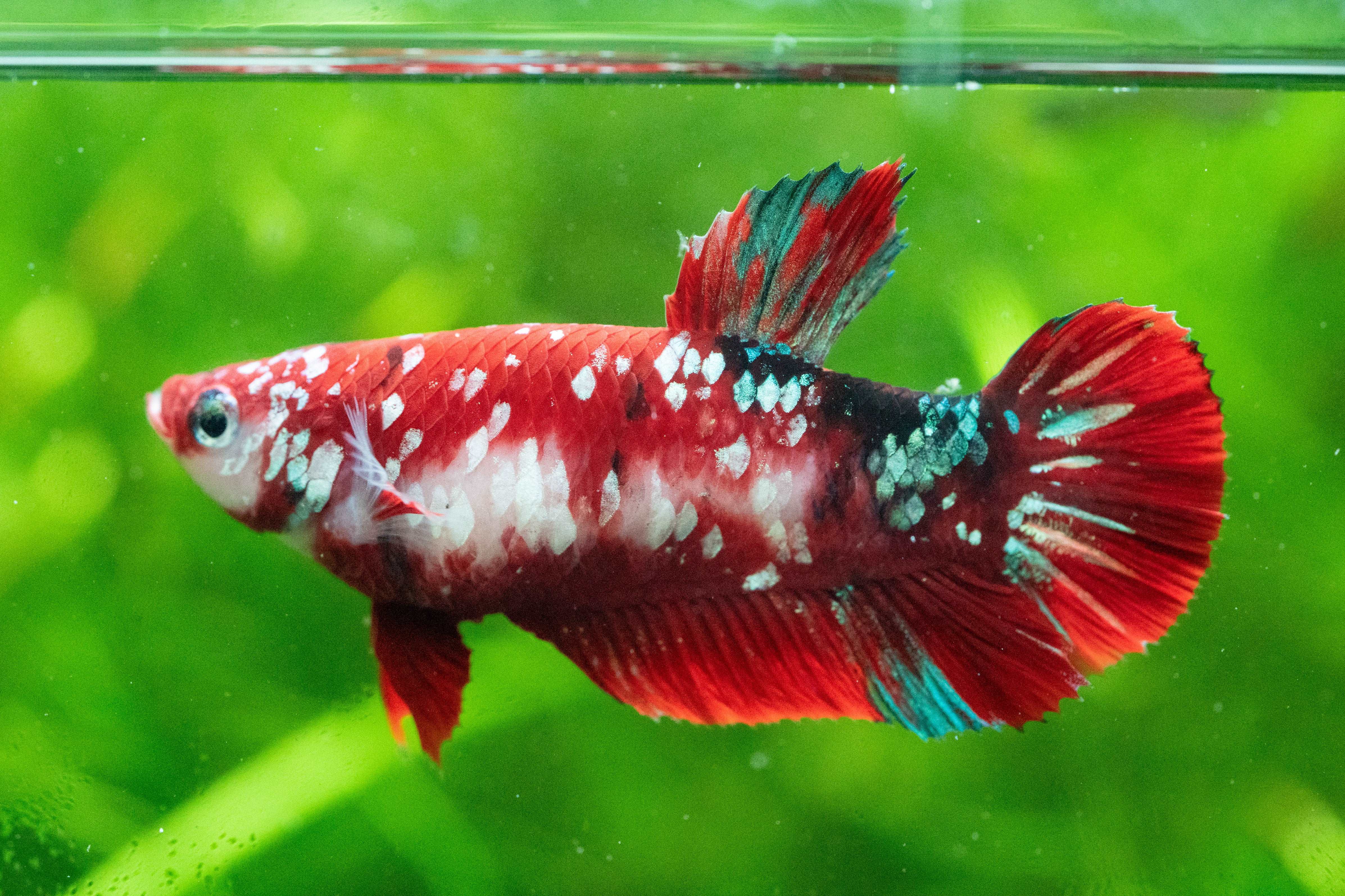 Female Betta Fish Koi Red Galaxy Plakat - Image 8
