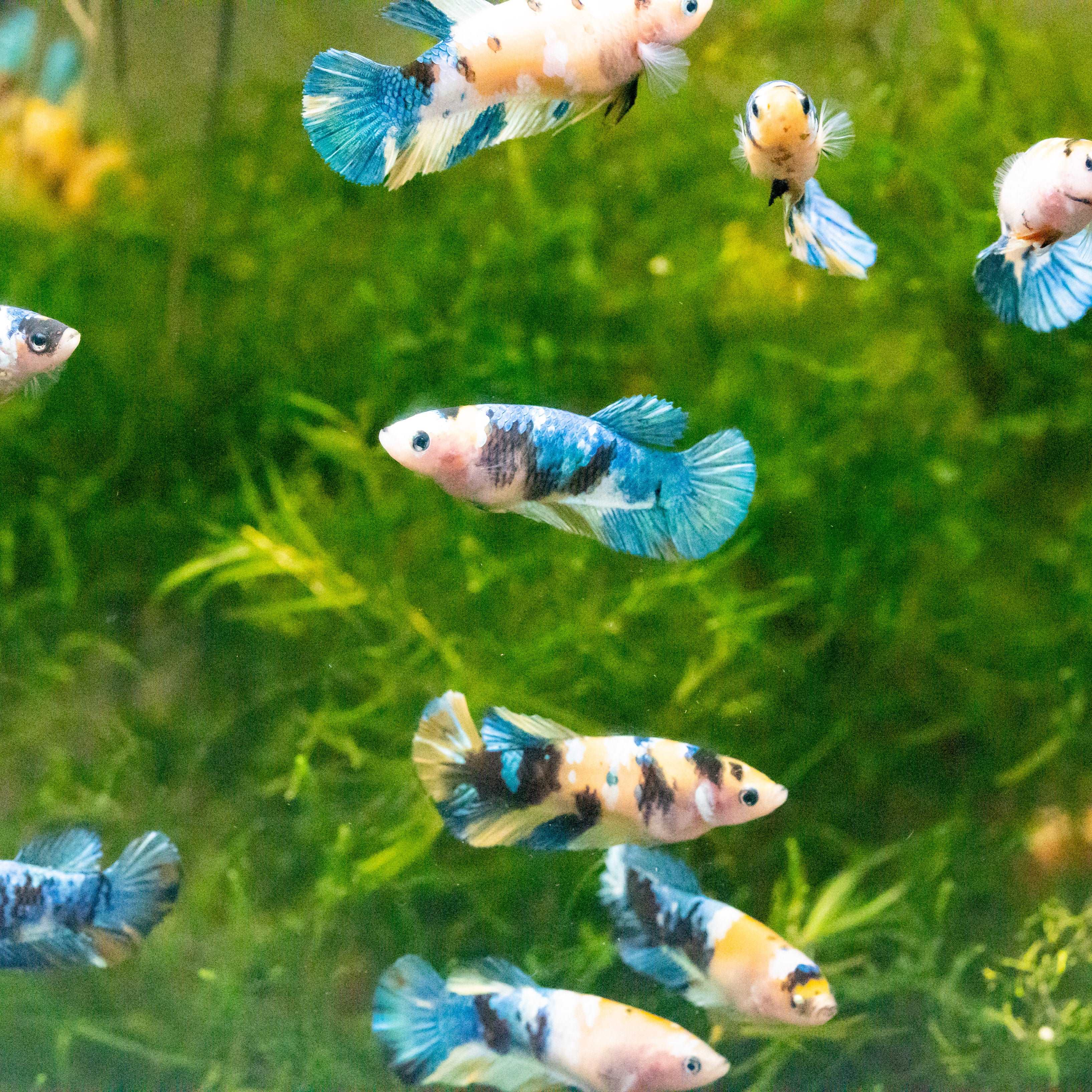 Female Betta Fish Koi Yellow Galaxy - Image 3