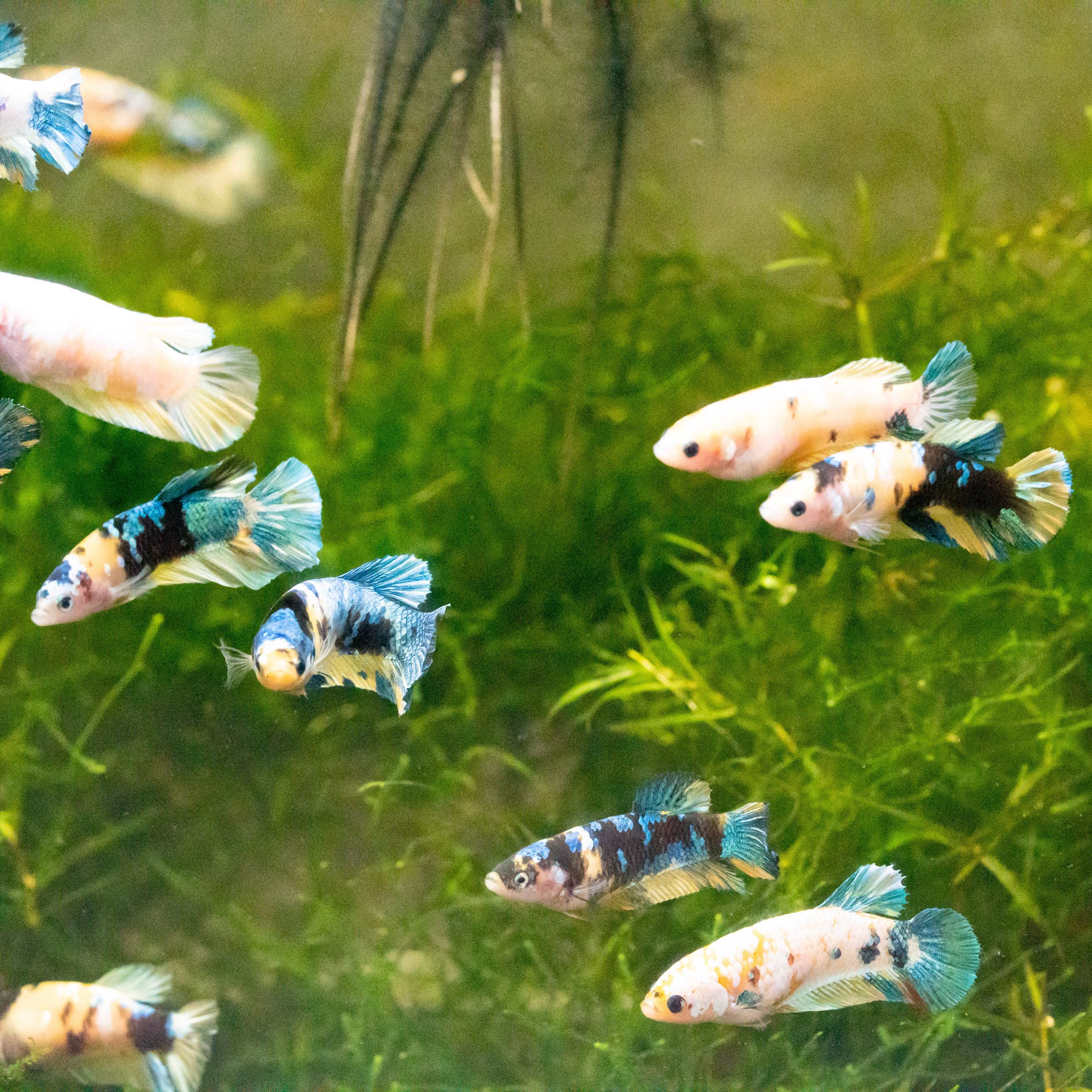 Female Betta Fish Koi Yellow Galaxy - Image 4