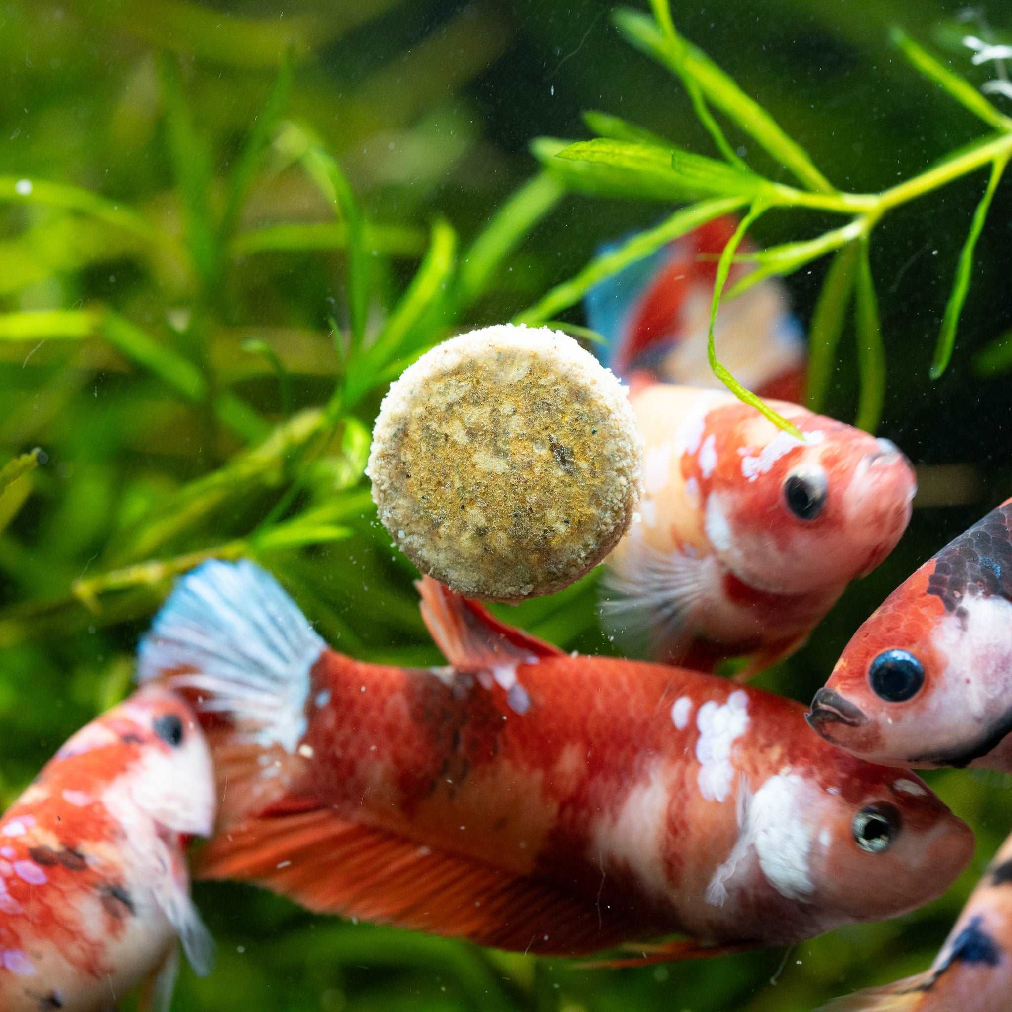 Female Betta Fish Nemo Plakat (Limited Stock) - Image 3