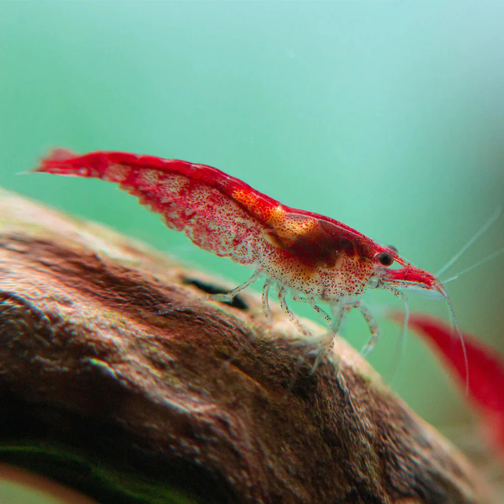 Fire Red Neocaridina Shrimp - Image 4
