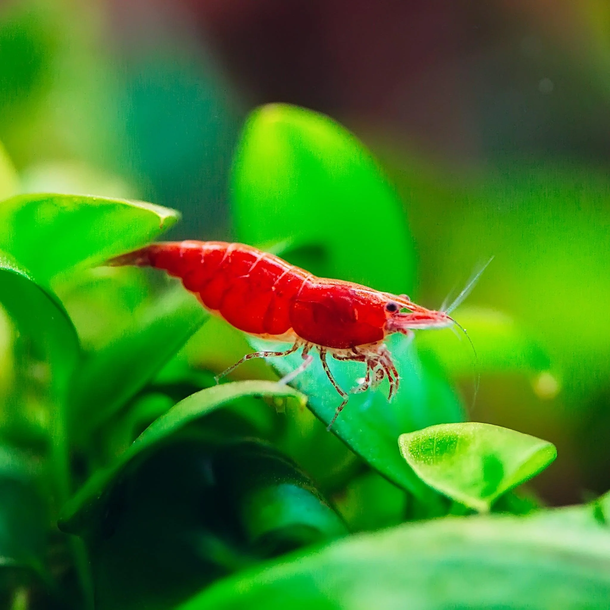 Fire Red Neocaridina Shrimp - Image 5