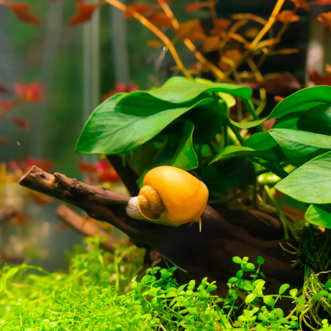 Gold Mystery Snail - Image 3