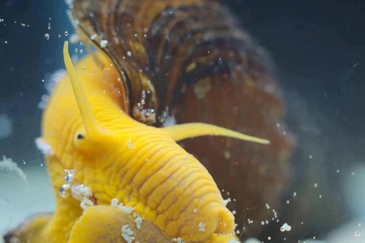 Golden Rabbit Snail - Image 3