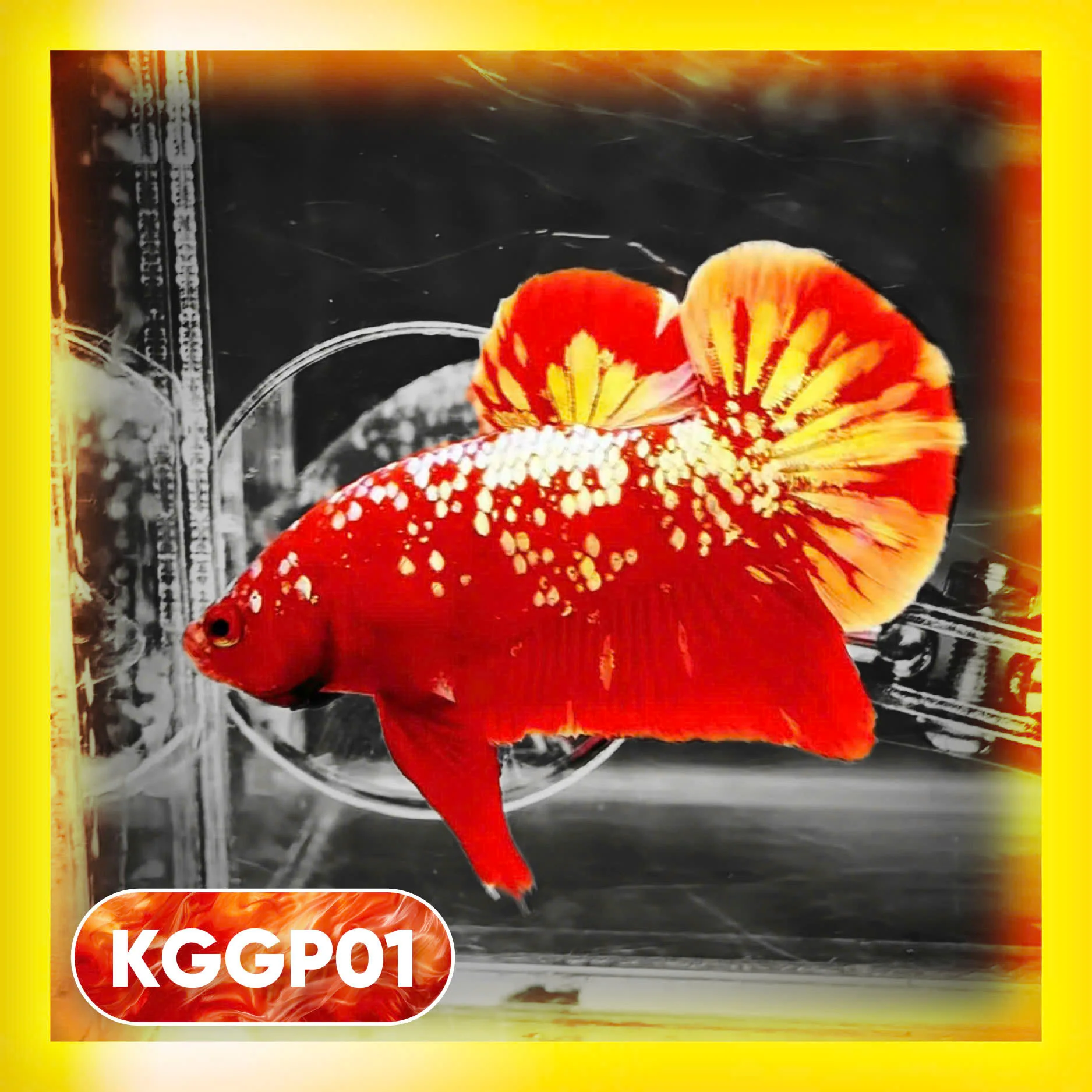 Male Bettas Fish Collection