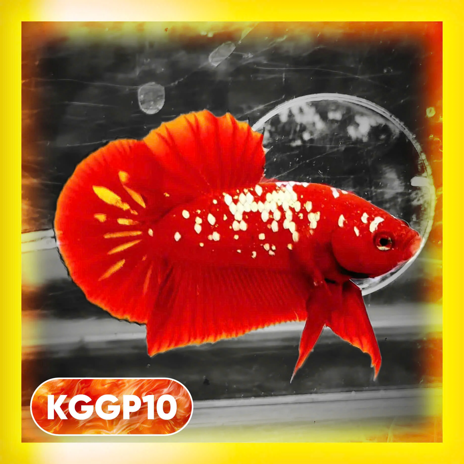 Golden Star Dust Galaxy Plakat Male Betta Fish | Super Rare | You Pick Fish - Image 10