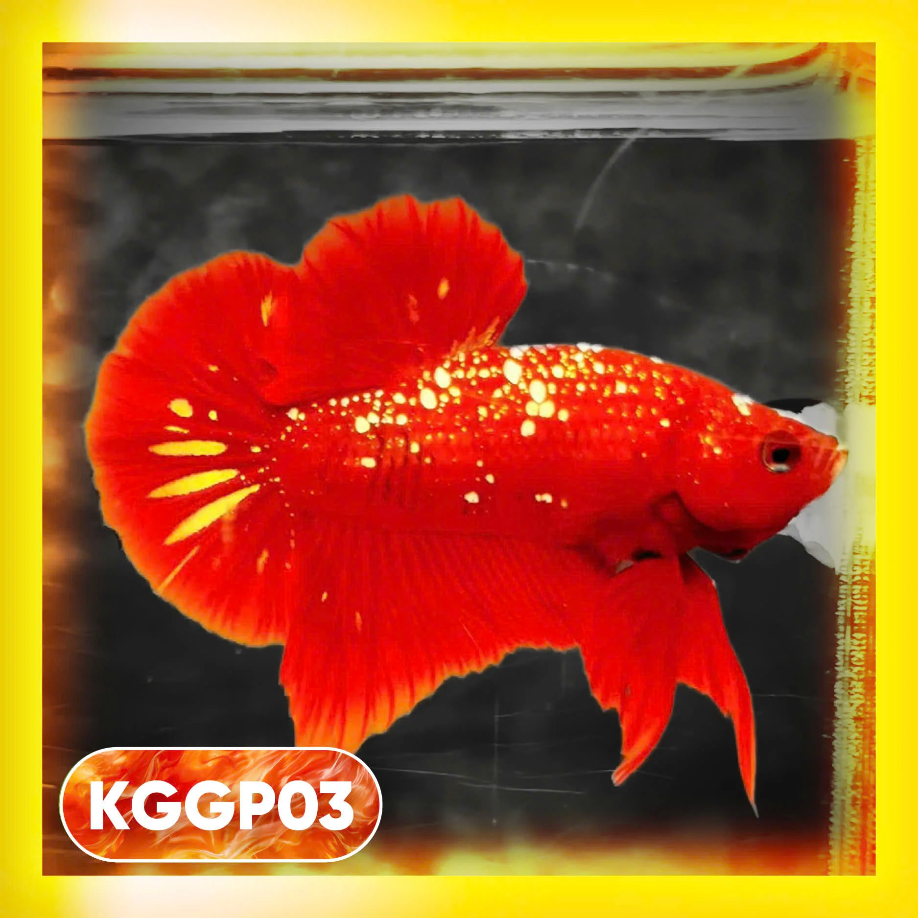 Golden Star Dust Galaxy Plakat Male Betta Fish | Super Rare | You Pick Fish - Image 3