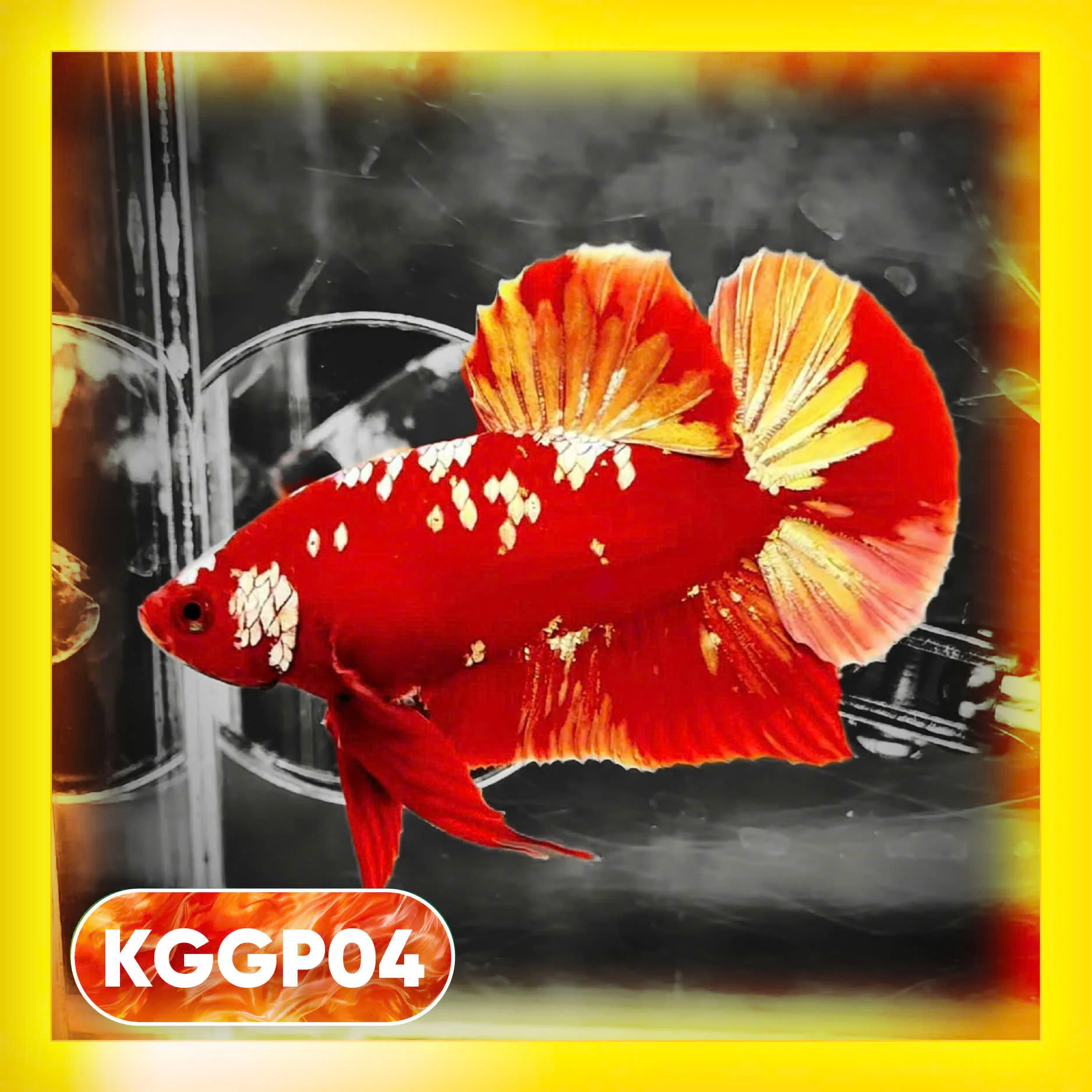 Golden Star Dust Galaxy Plakat Male Betta Fish | Super Rare | You Pick Fish - Image 4