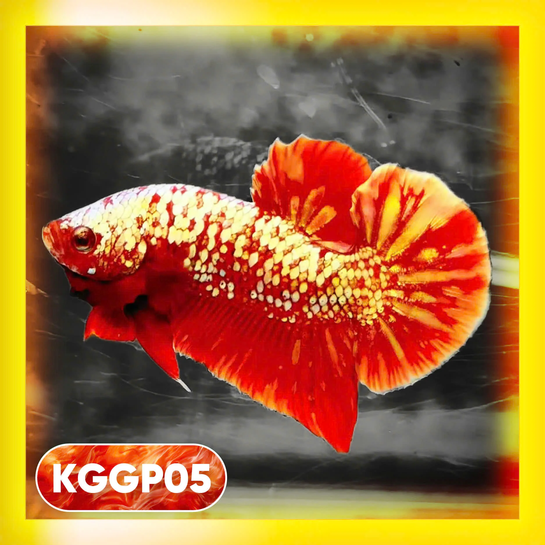 Golden Star Dust Galaxy Plakat Male Betta Fish | Super Rare | You Pick Fish - Image 5