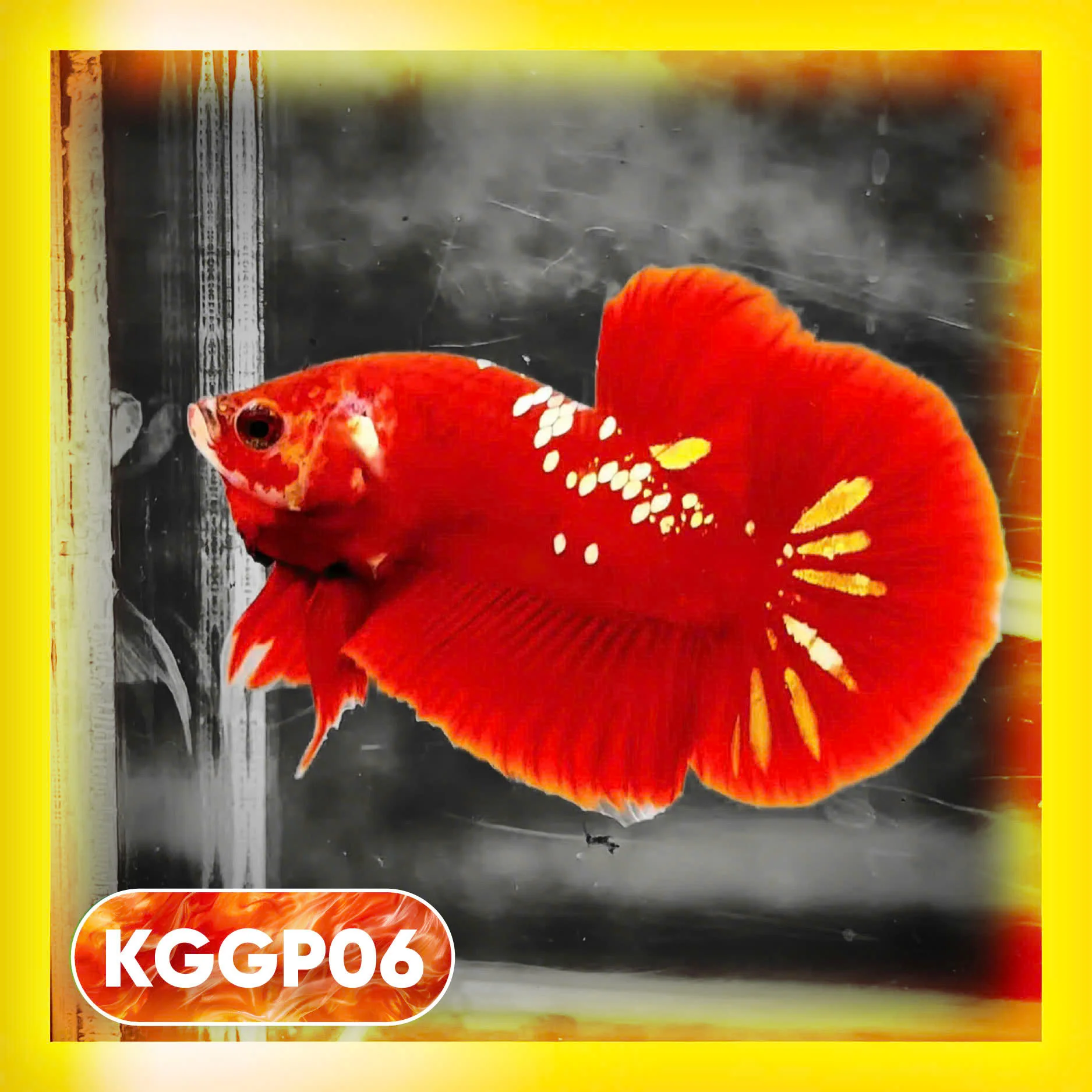 Golden Star Dust Galaxy Plakat Male Betta Fish | Super Rare | You Pick Fish - Image 6