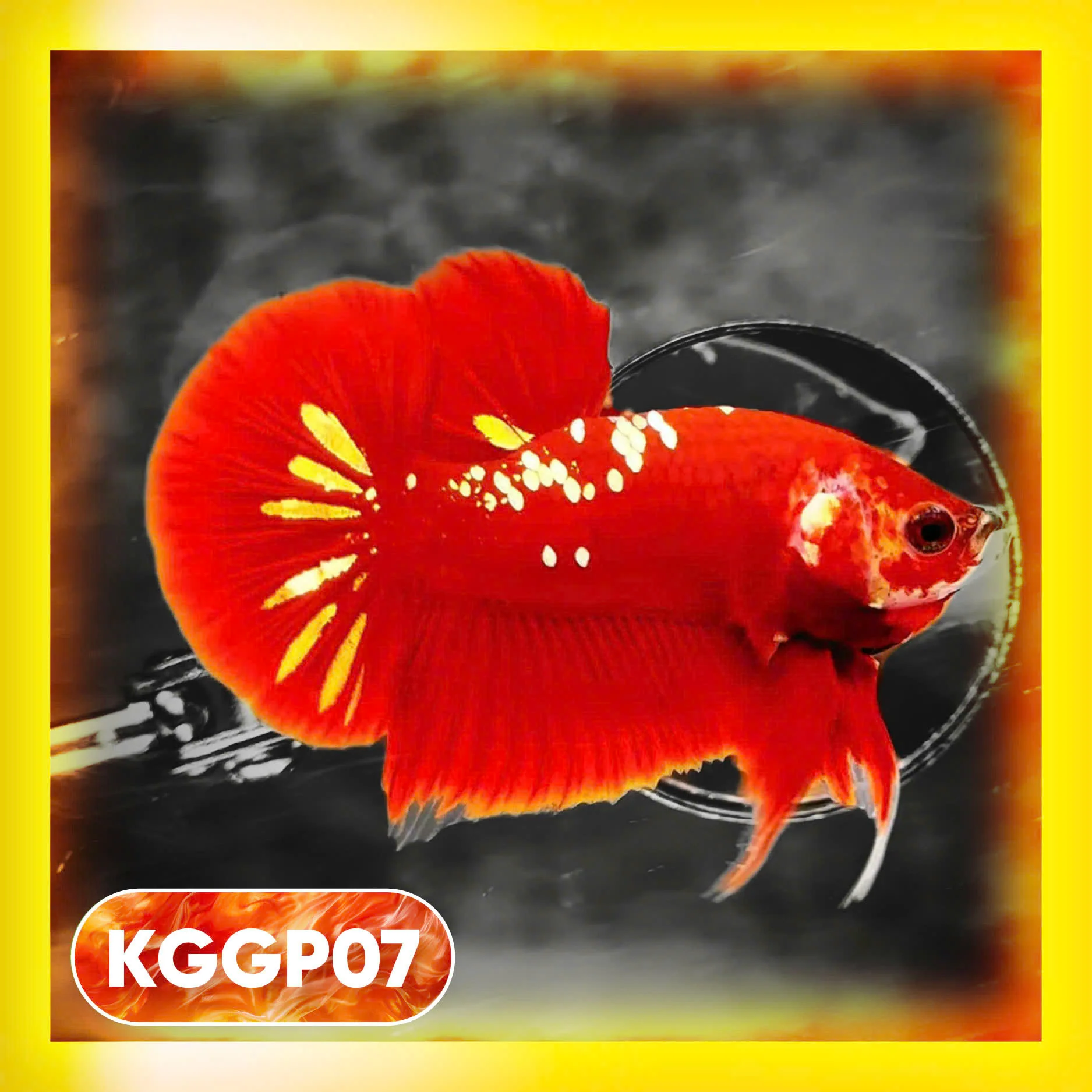 Golden Star Dust Galaxy Plakat Male Betta Fish | Super Rare | You Pick Fish - Image 7