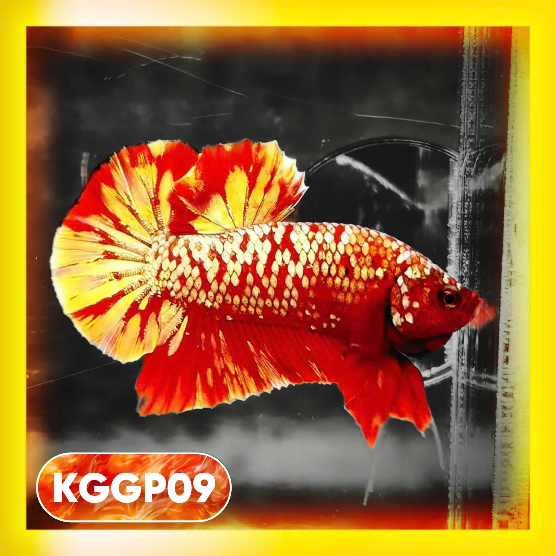 Golden Star Dust Galaxy Plakat Male Betta Fish | Super Rare | You Pick Fish - Image 9