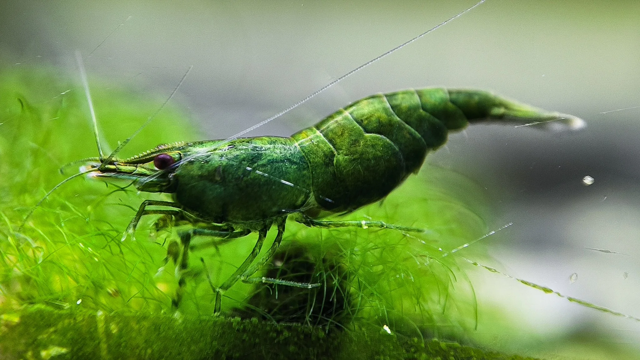 Green Jade Neocaridina Shrimp - Image 3
