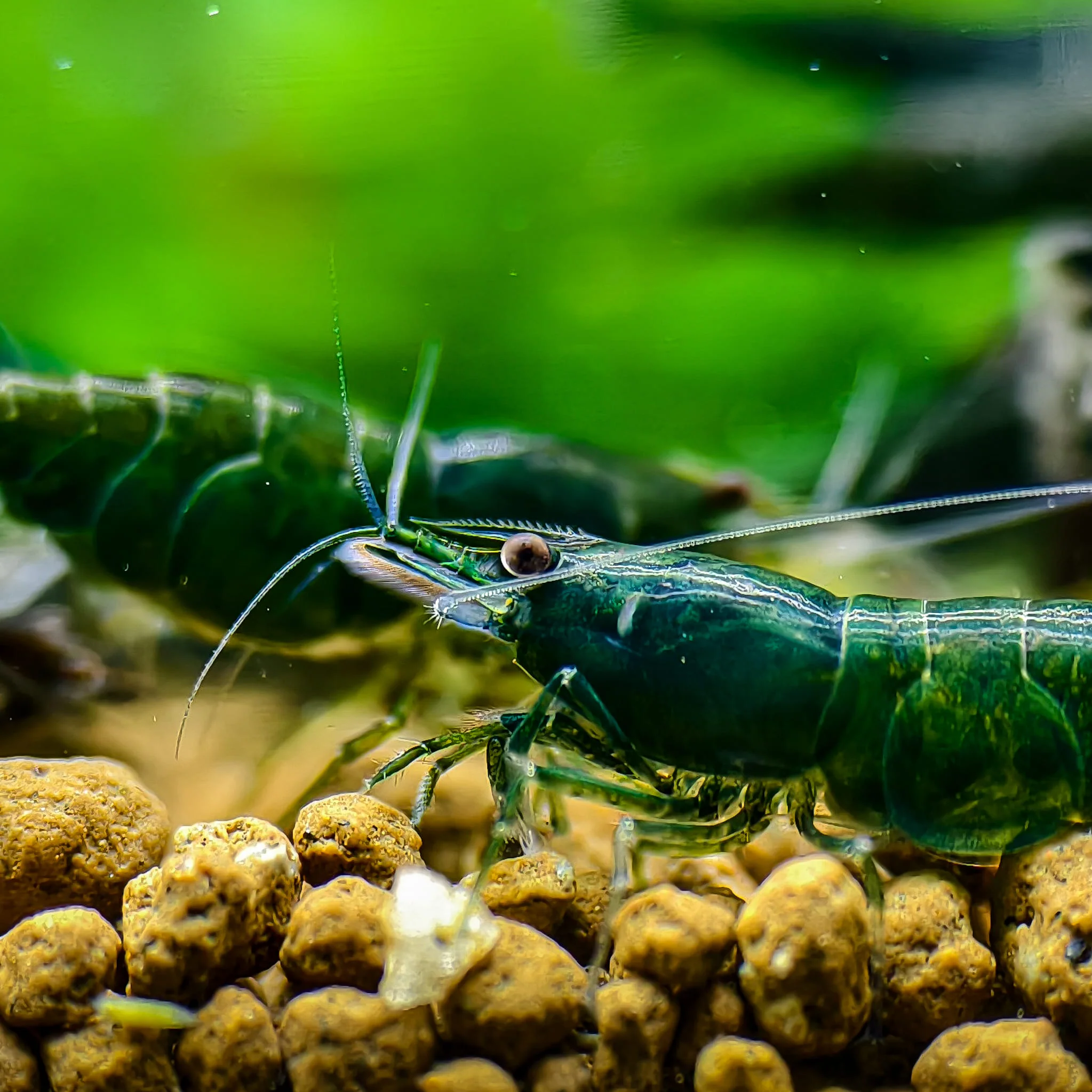Green Jade Neocaridina Shrimp - Image 4