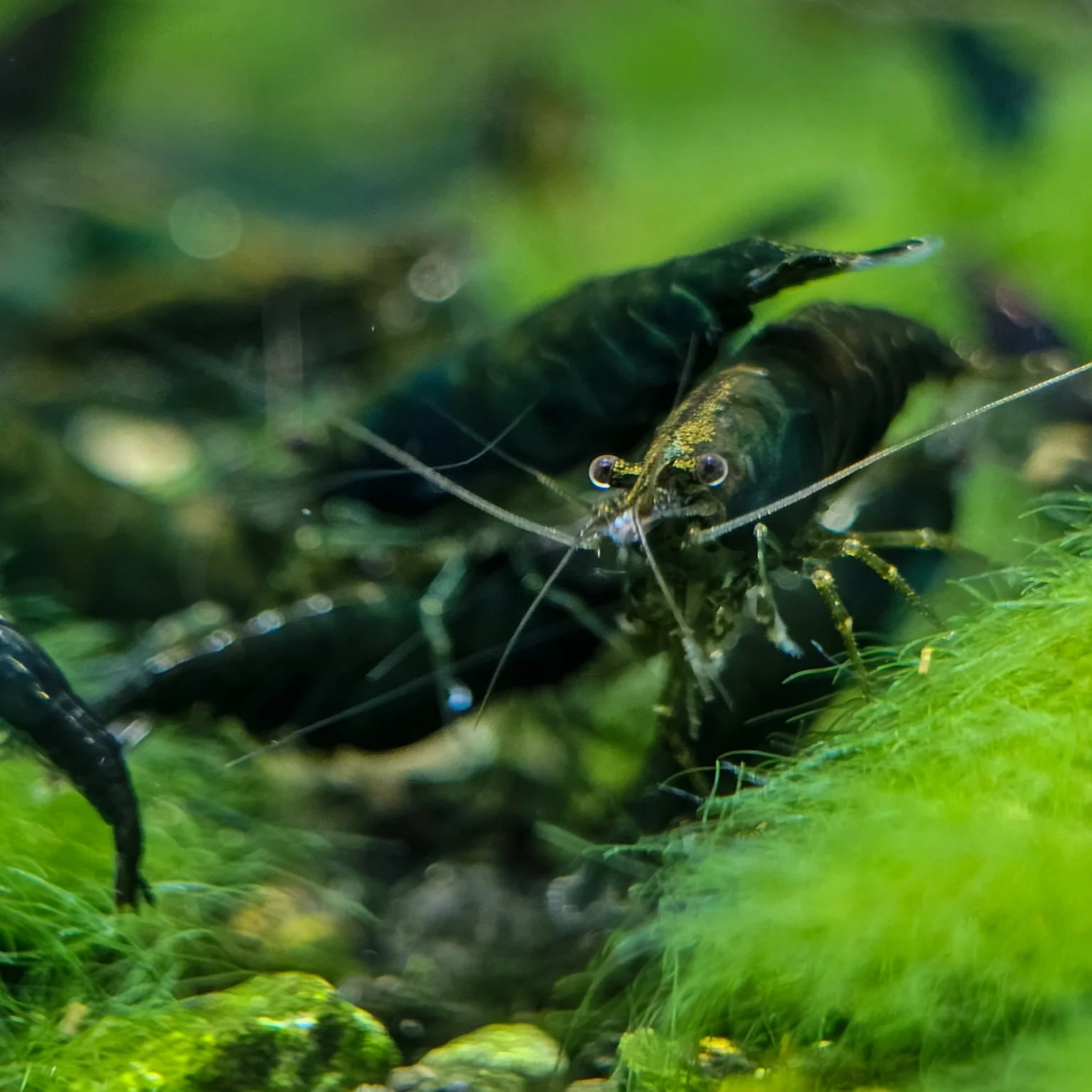 Green Jade Neocaridina Shrimp - Image 5