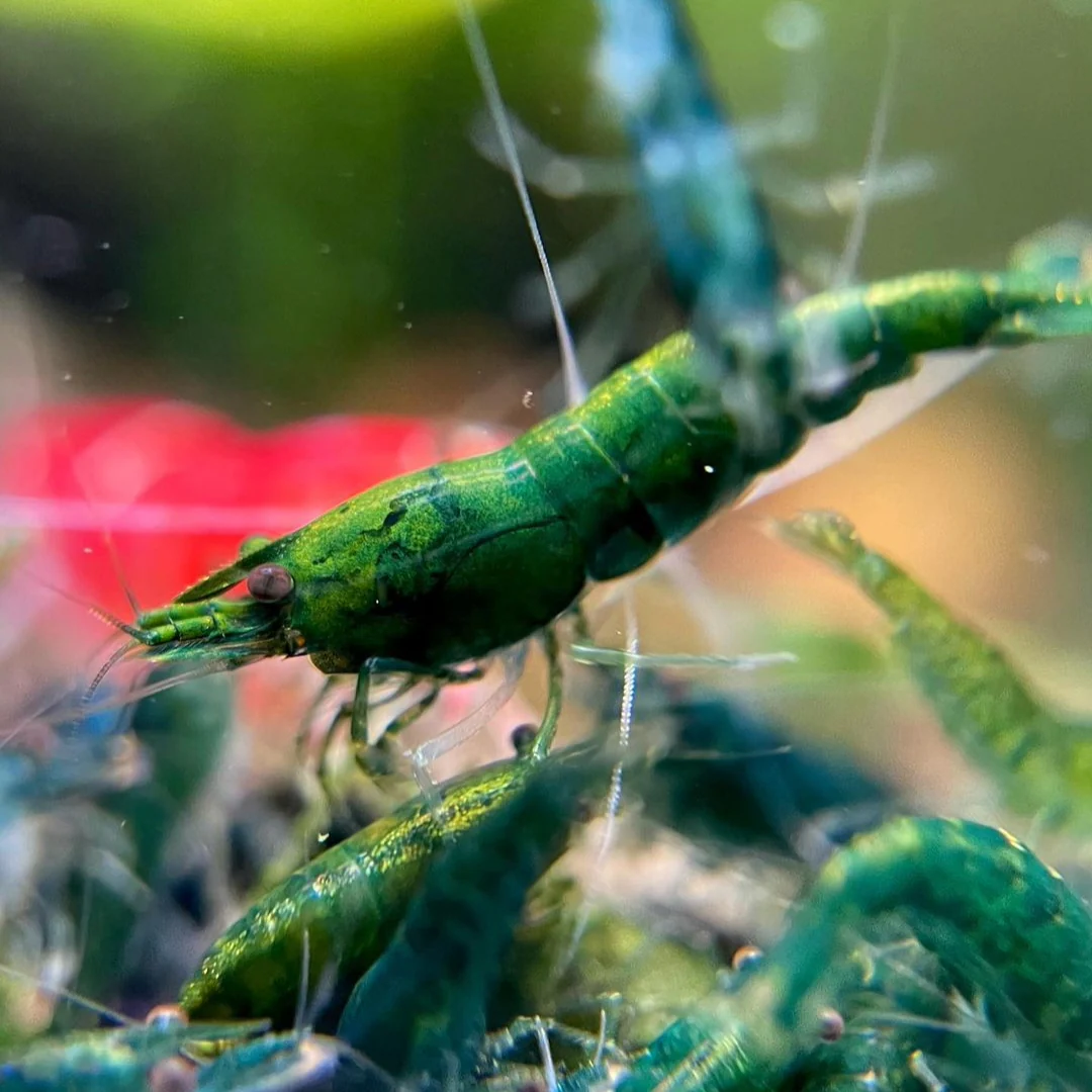 Green Jade Neocaridina Shrimp - Image 6
