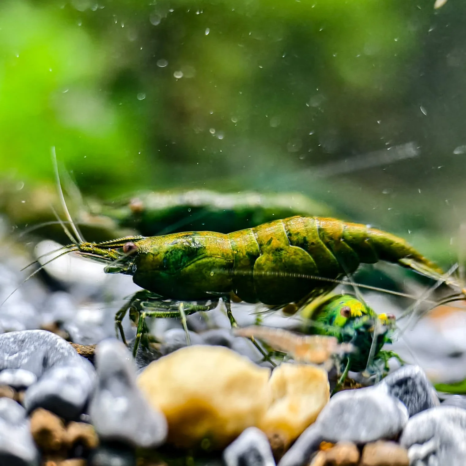 Green Jade Neocaridina Shrimp - Image 7
