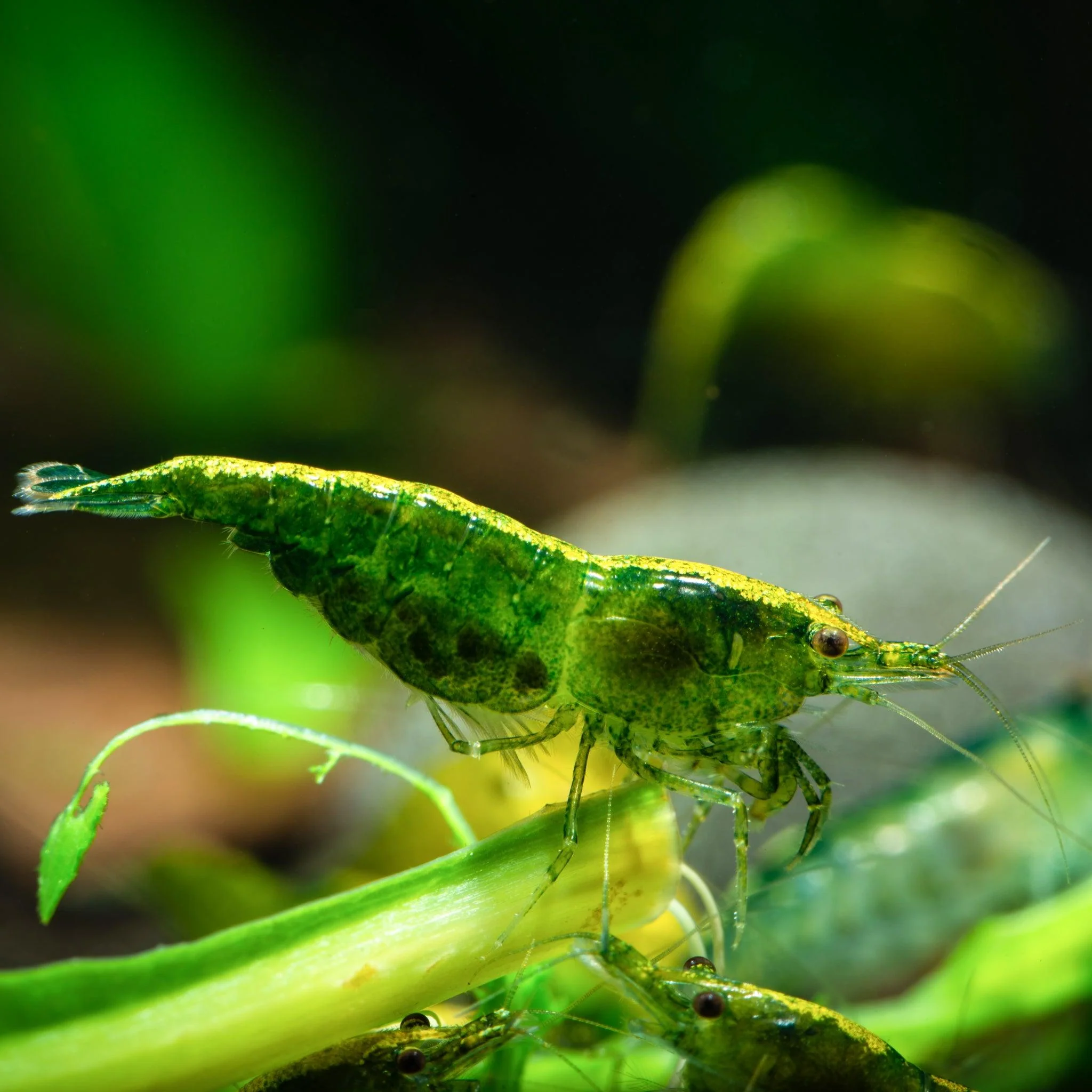 Green Jade Neocaridina Shrimp - Image 8