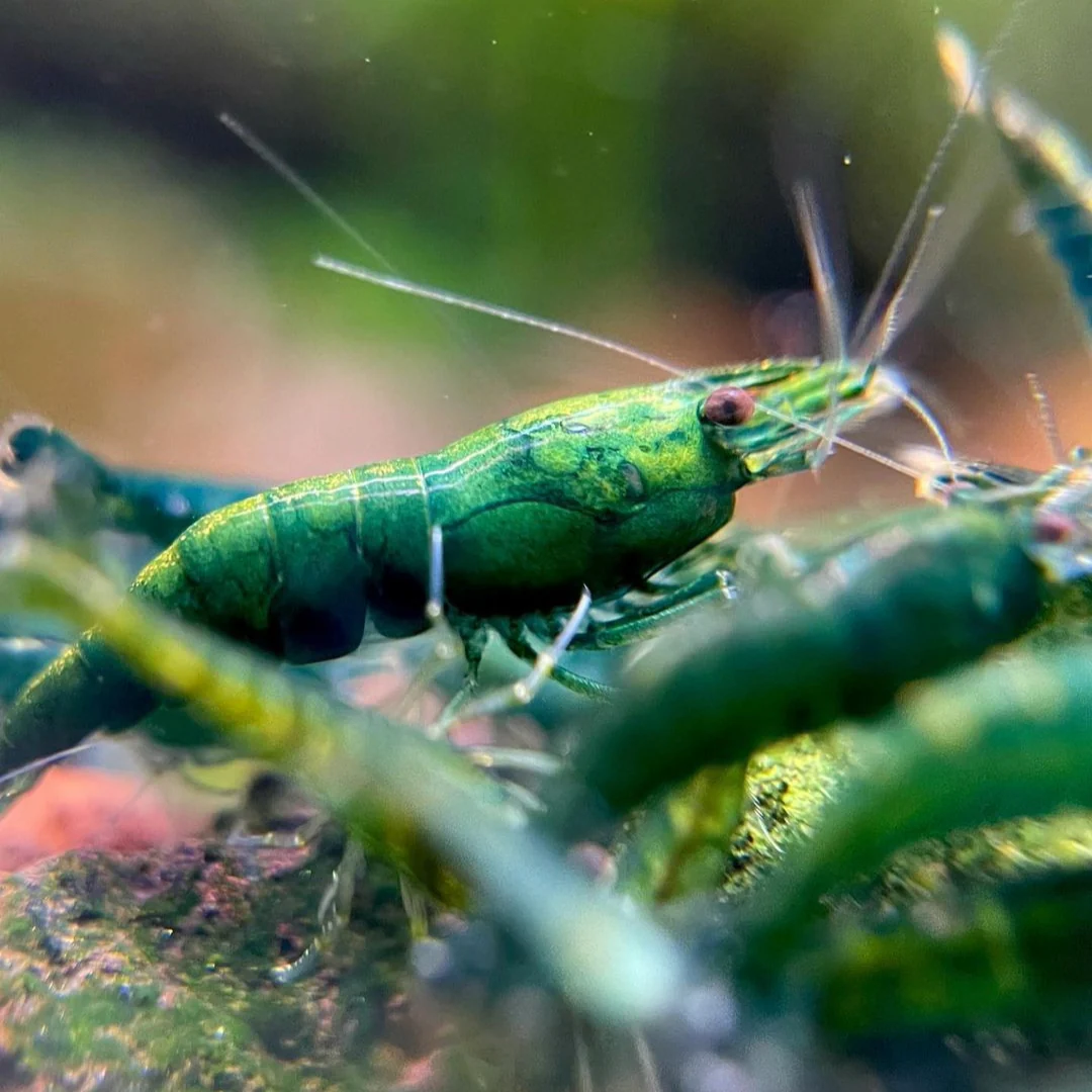 Green Jade Neocaridina Shrimp - Image 9