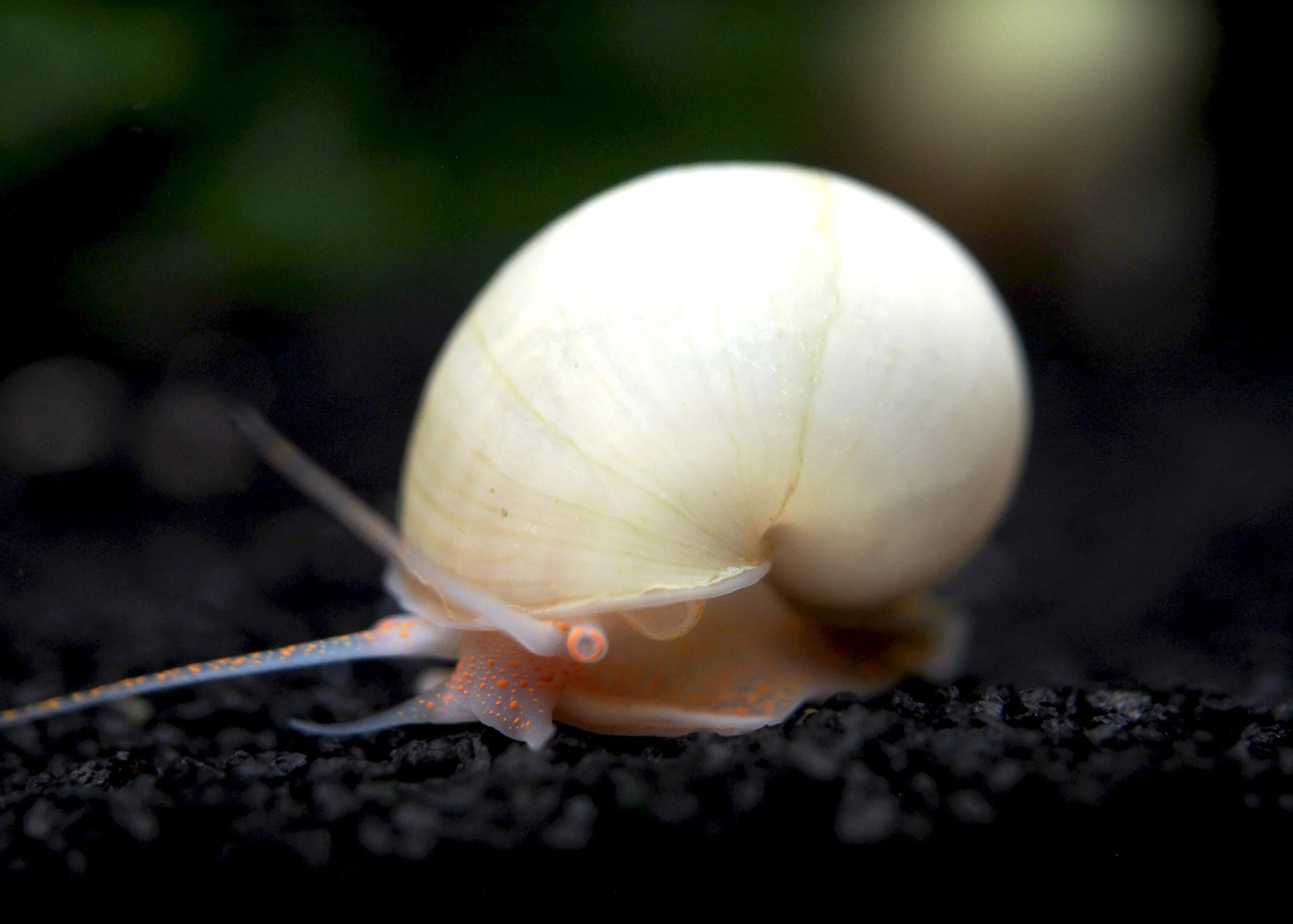Ivory White Mystery Snail - Image 3