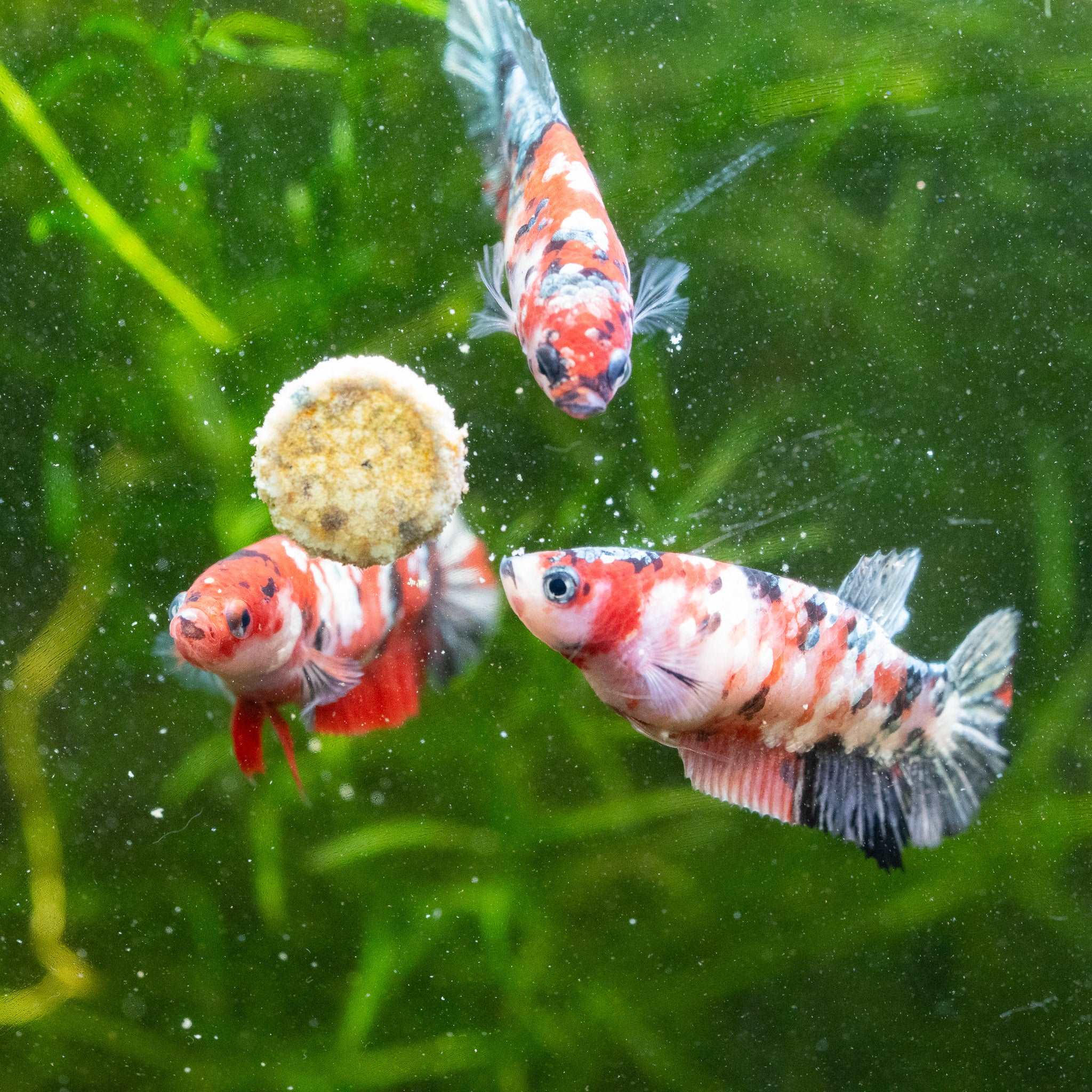 Koi Red Copper Female Betta Fish - Image 3
