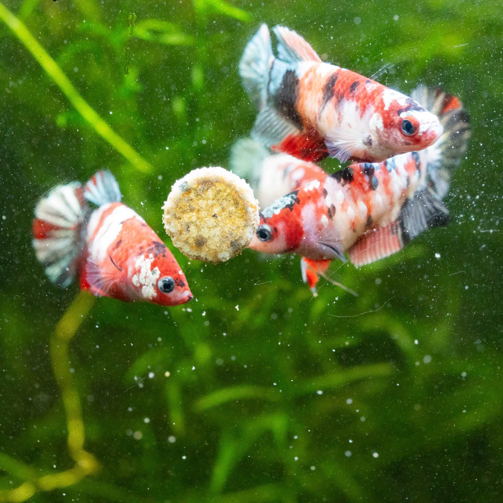 Koi Red Copper Female Betta Fish - Image 4