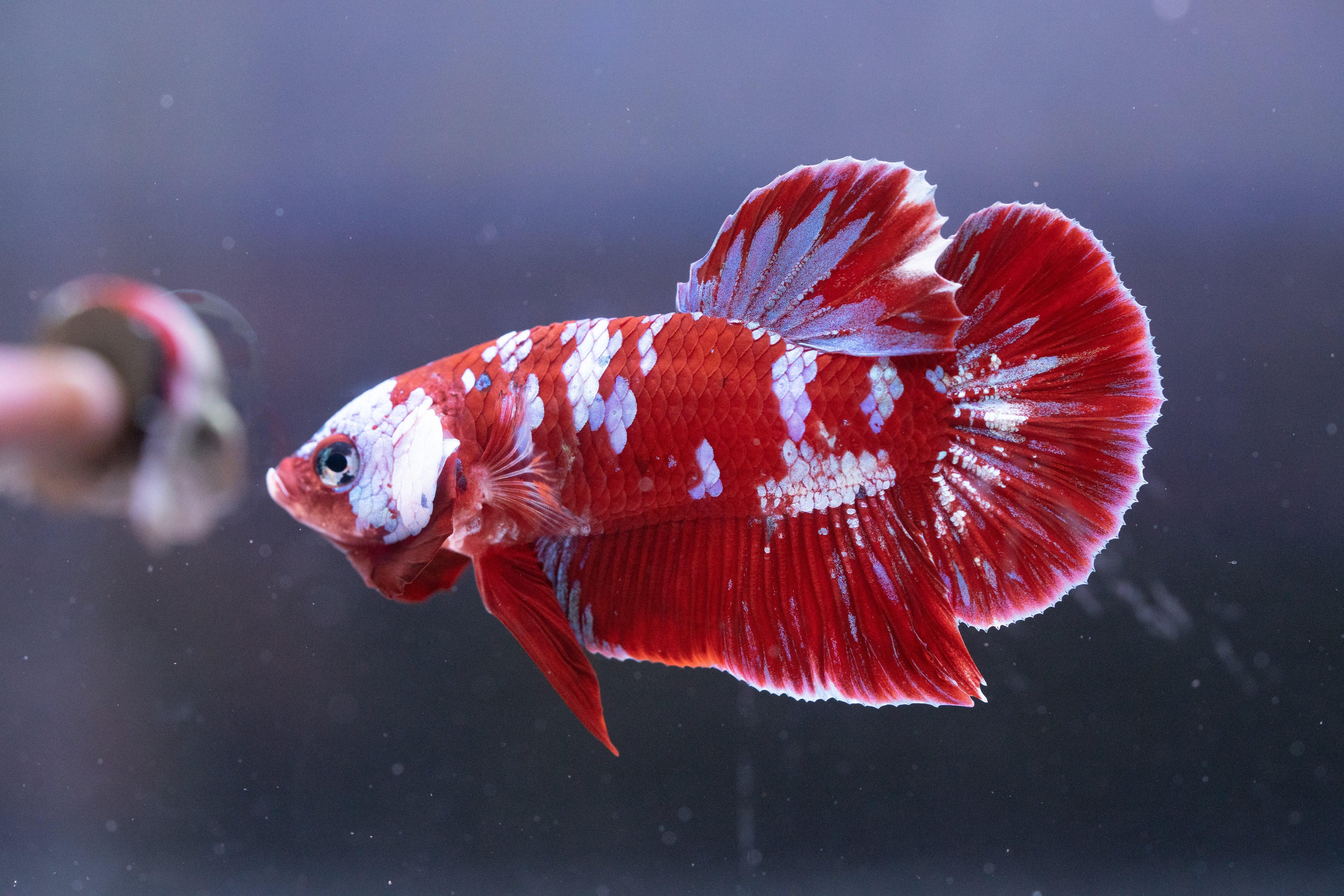 Koi Red Galaxy Cloud Plakat Male Betta Fish - Image 3
