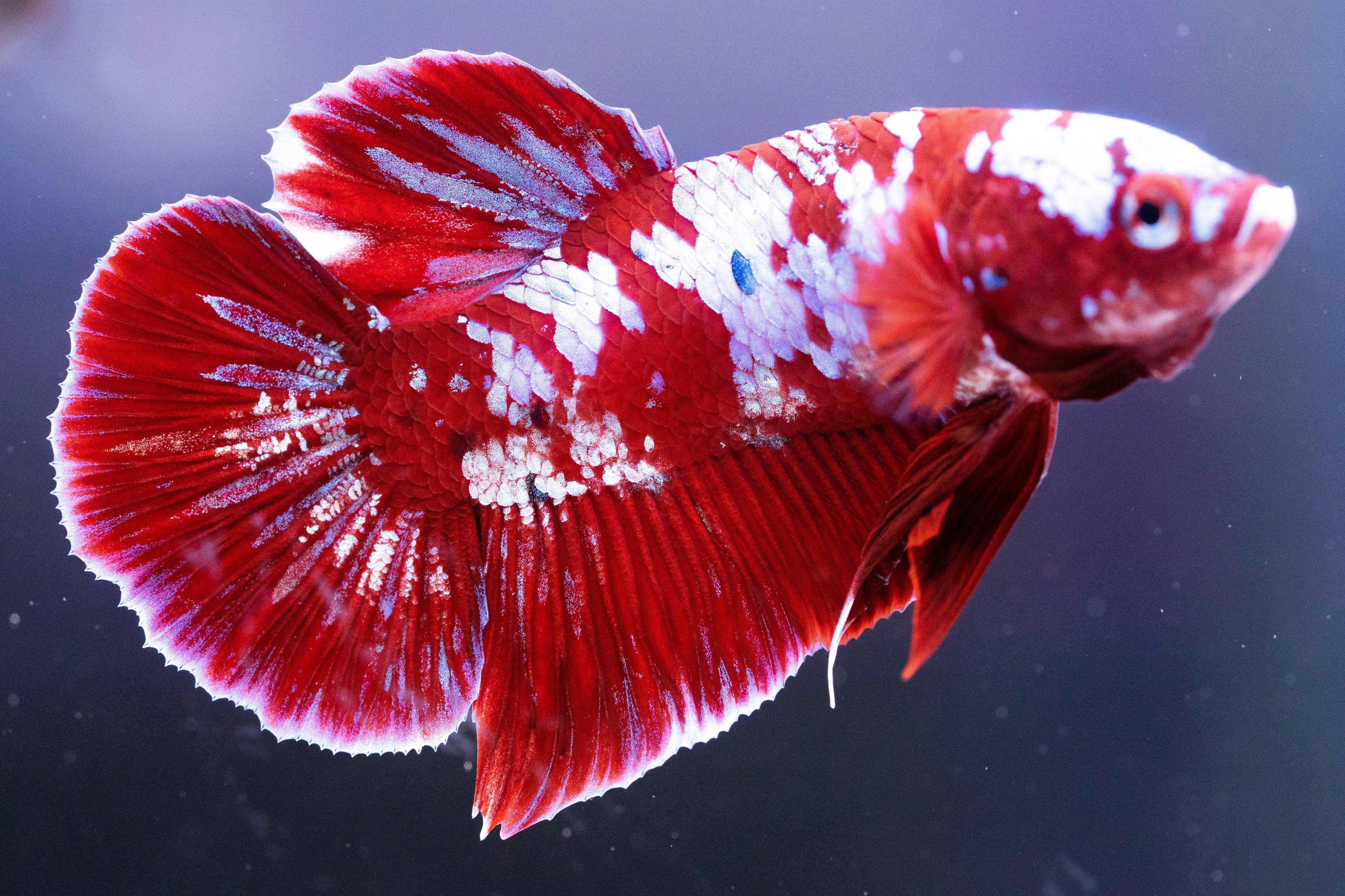 Koi Red Galaxy Cloud Plakat Male Betta Fish - Image 4