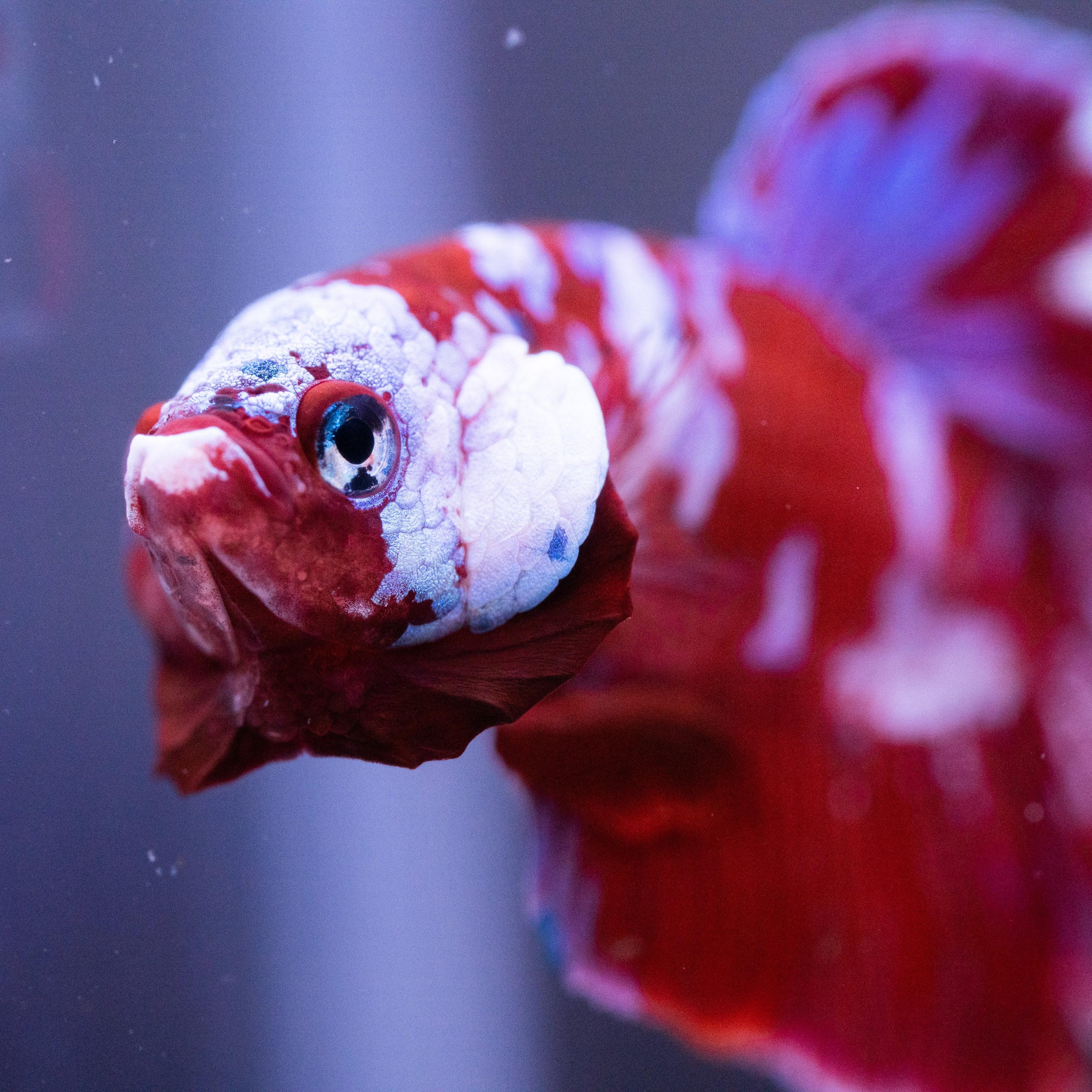 Koi Red Galaxy Cloud Plakat Male Betta Fish - Image 5
